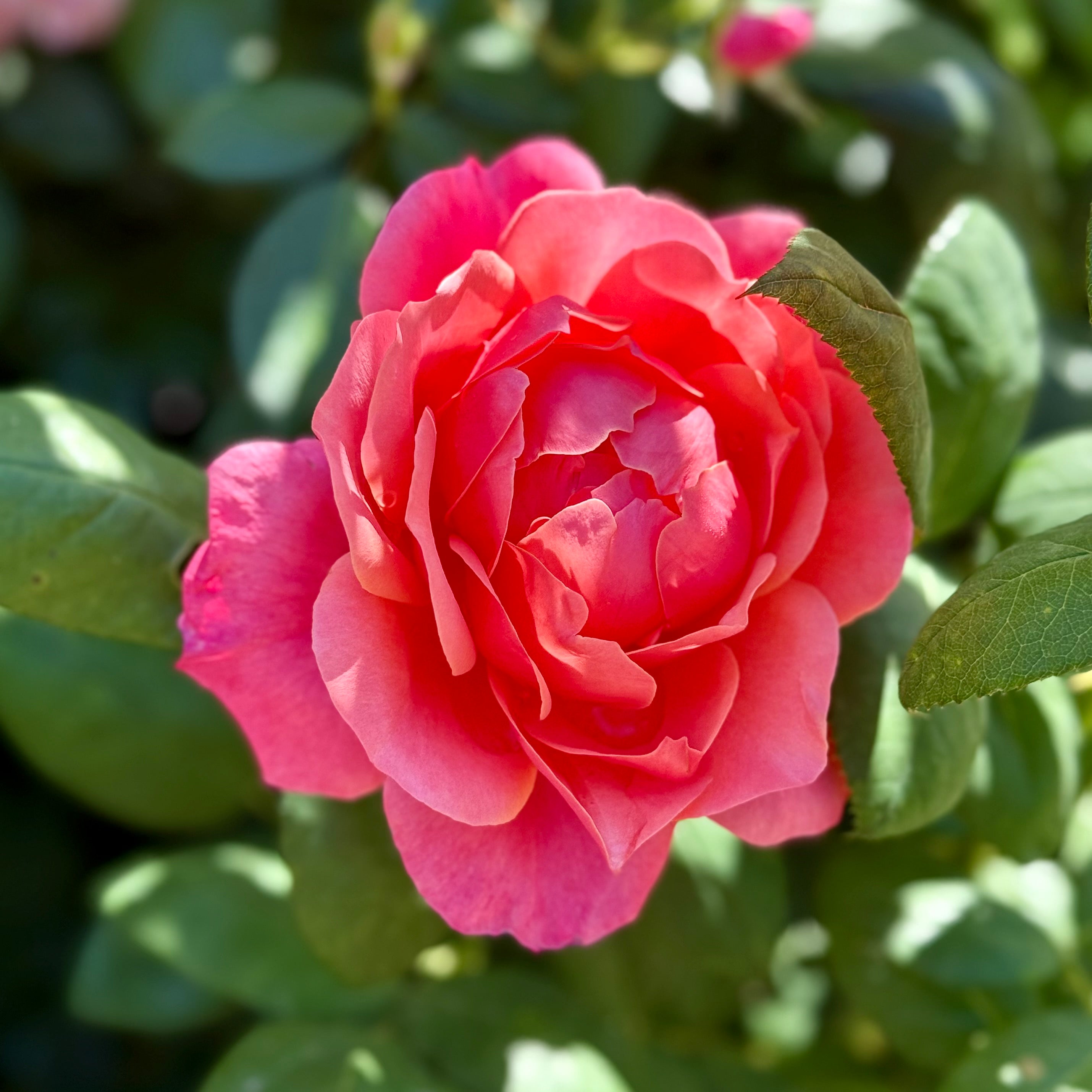 Uptown Girl® Potted Tree Rose