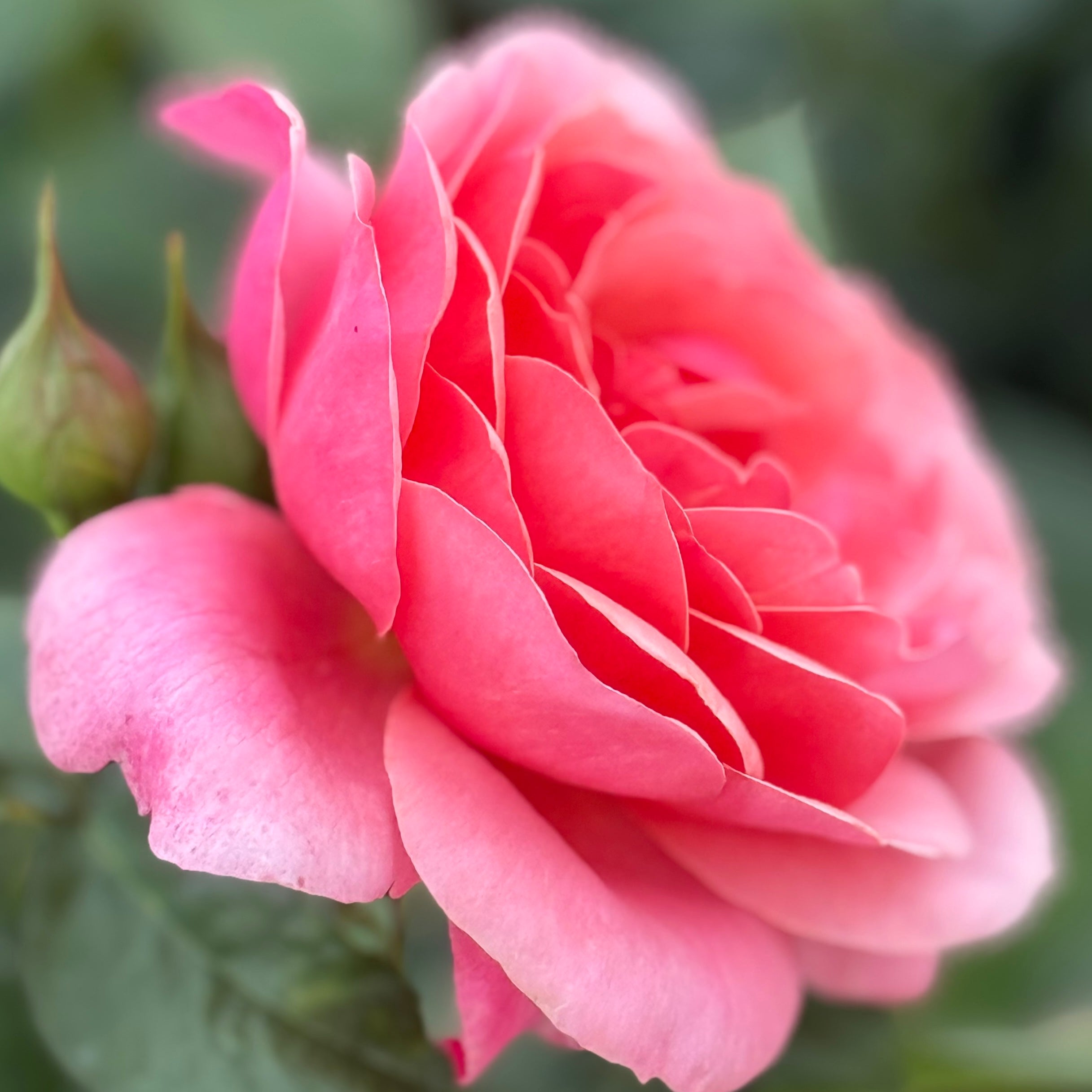 Uptown Girl® Potted Rose Bush