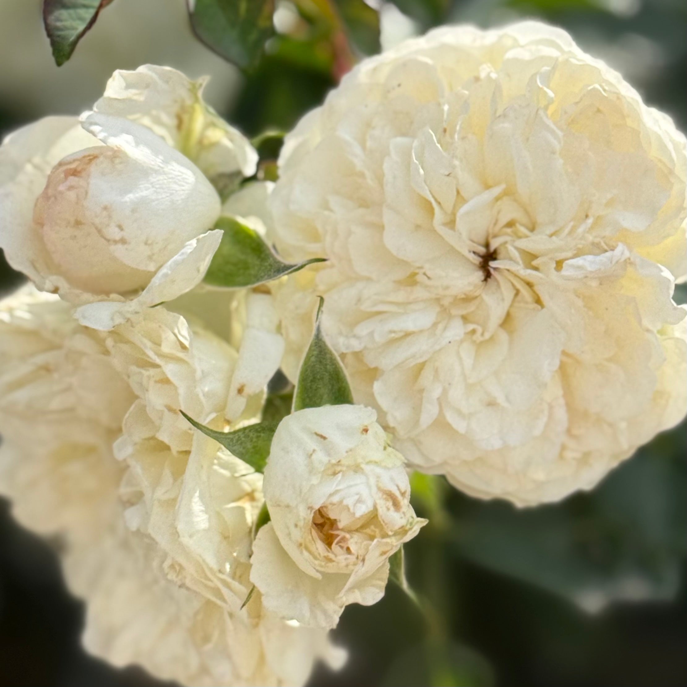 White Meidiland Potted Rose Bush | White Groundcover Rose | Grace