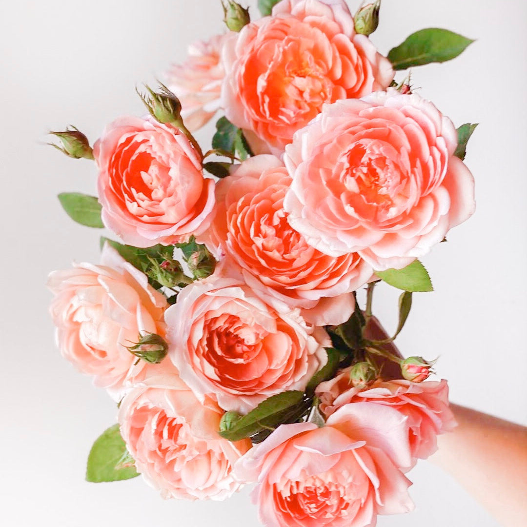 Carding Mill Tree Rose | Apricot David Austin Tree Rose | Grace