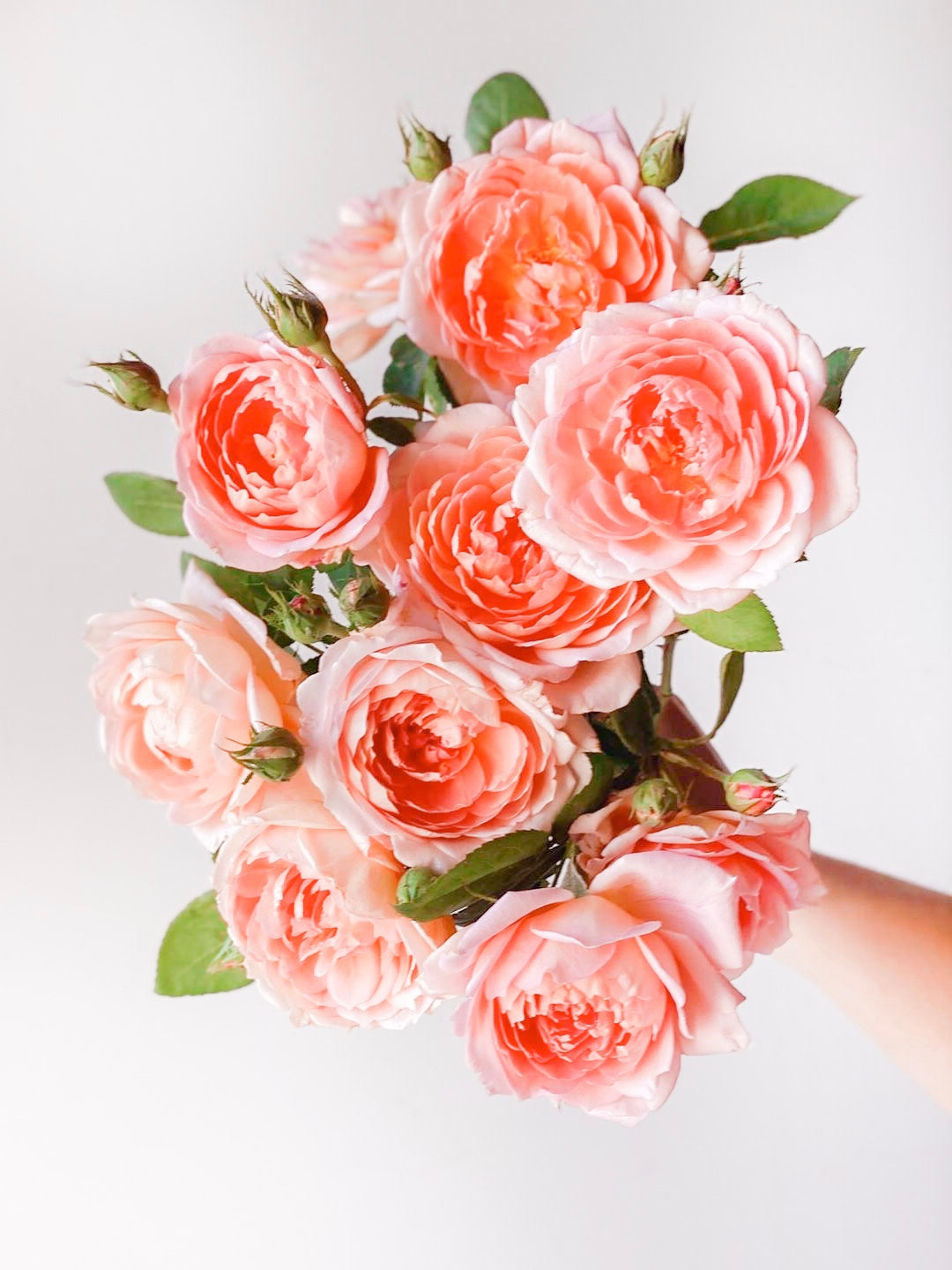 David Austin® Carding Mill® Potted Rose Bush