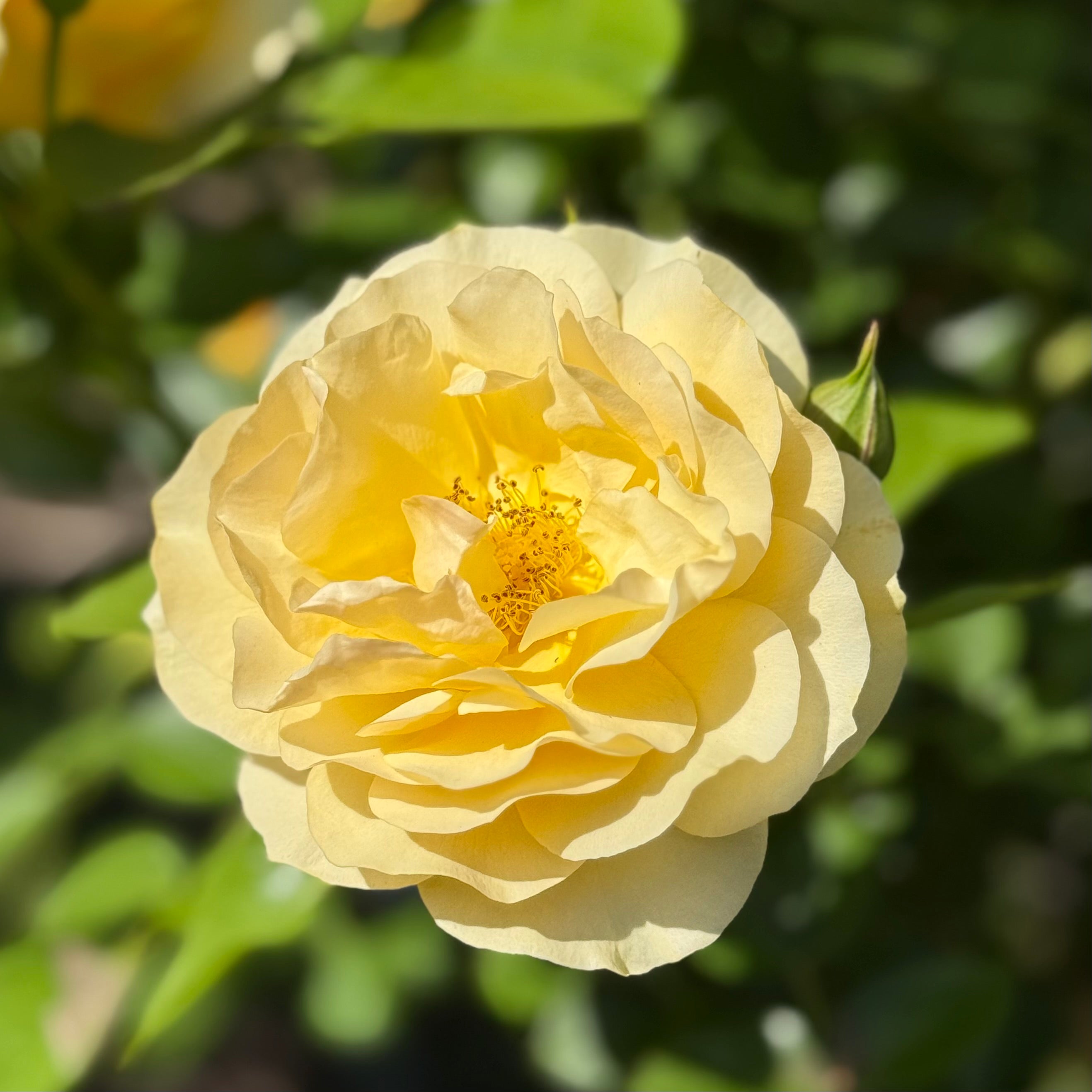 Julia Child Rose | Buttery Yellow Floribunda | Grace Rose Farm
