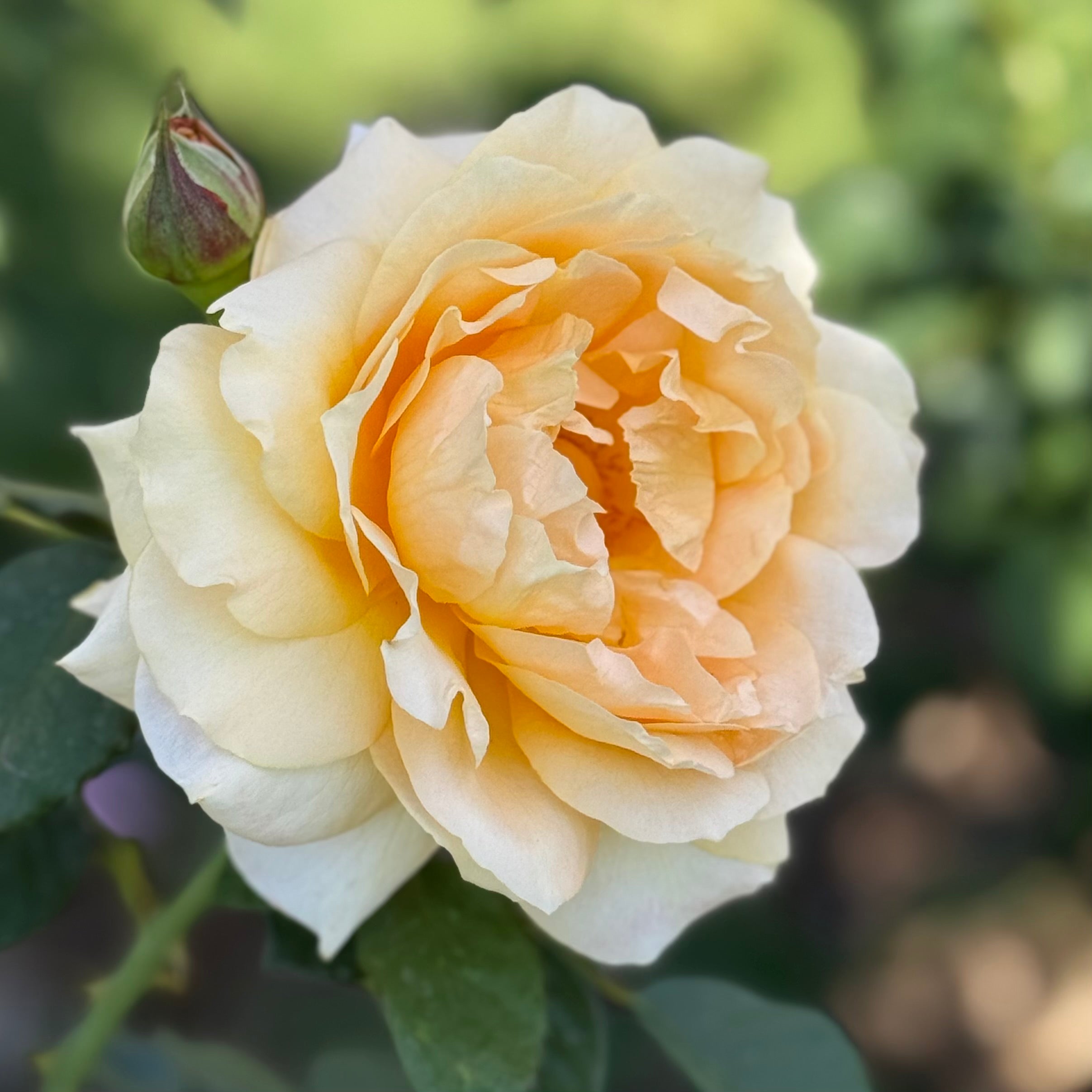 Forever Amber Rose | Warm Amber Rose Bush | Grace Rose Farm