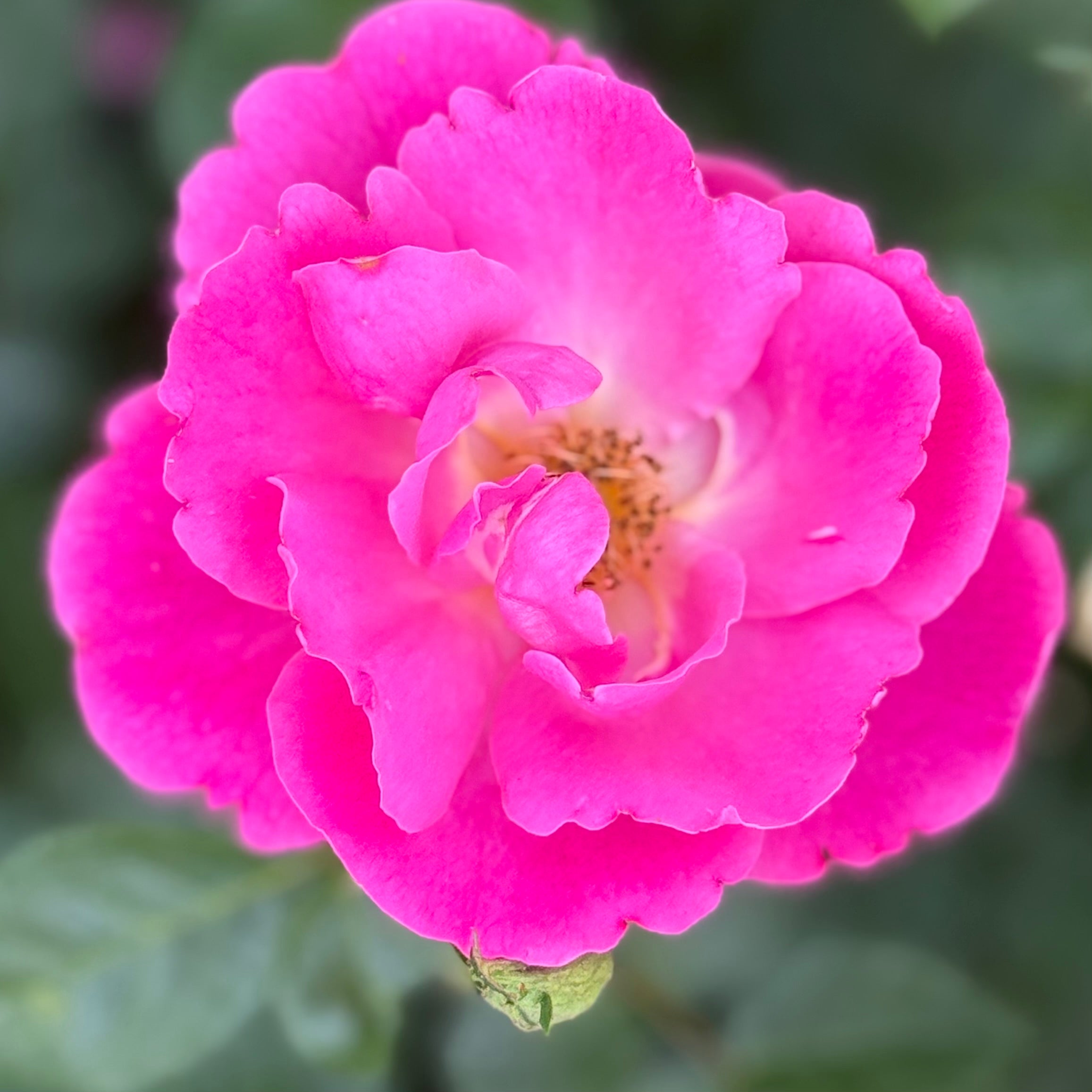 Shining Moment Potted Rose Bush | Yellow Orange Rose Bush | Grace