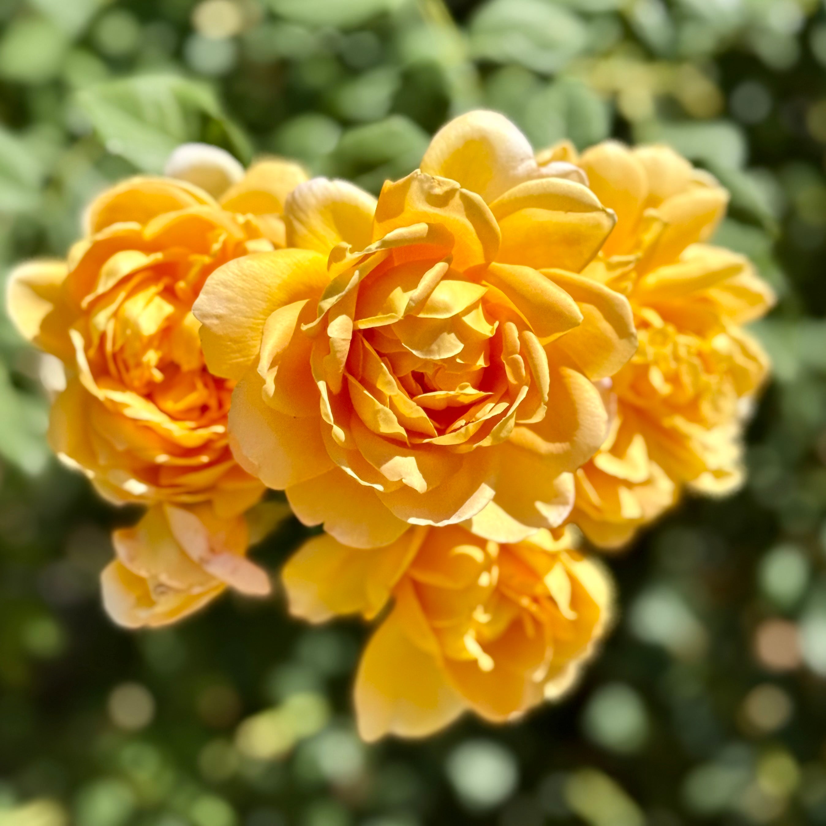 David Austin® Golden Celebration® Potted Climbing Rose