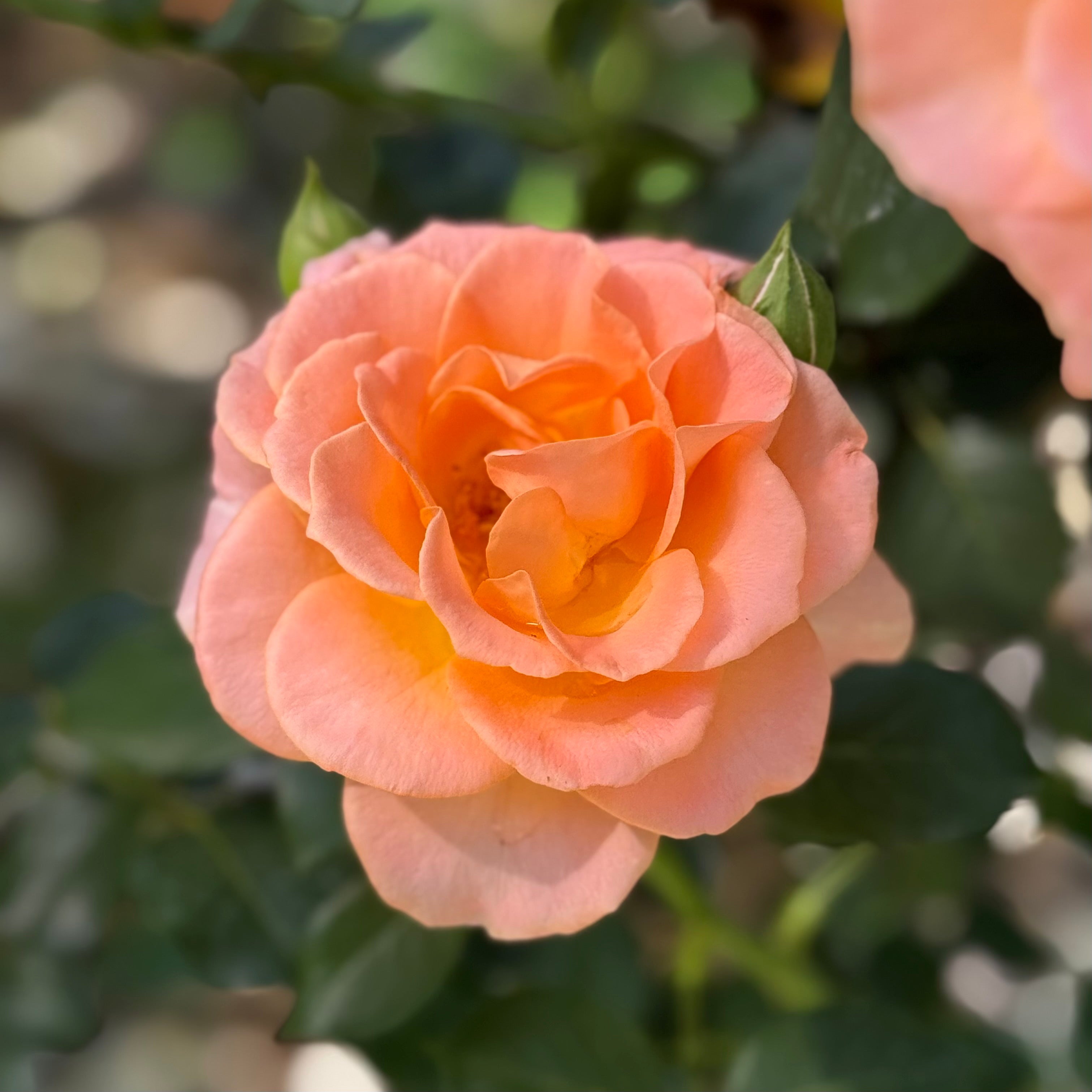 Jump for Joy™ Potted Tree Rose