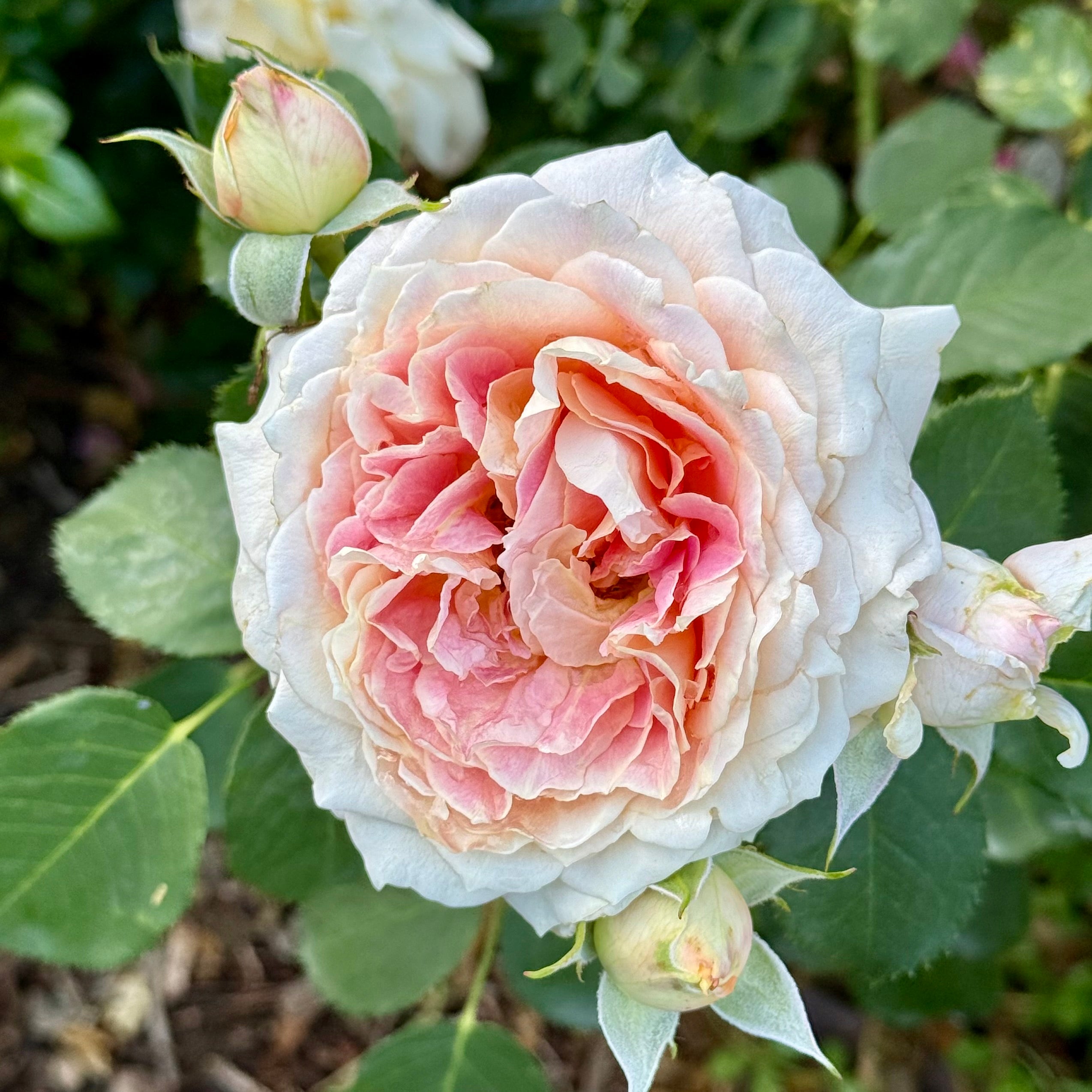 Fun in the Sun™ Potted Rose Bush