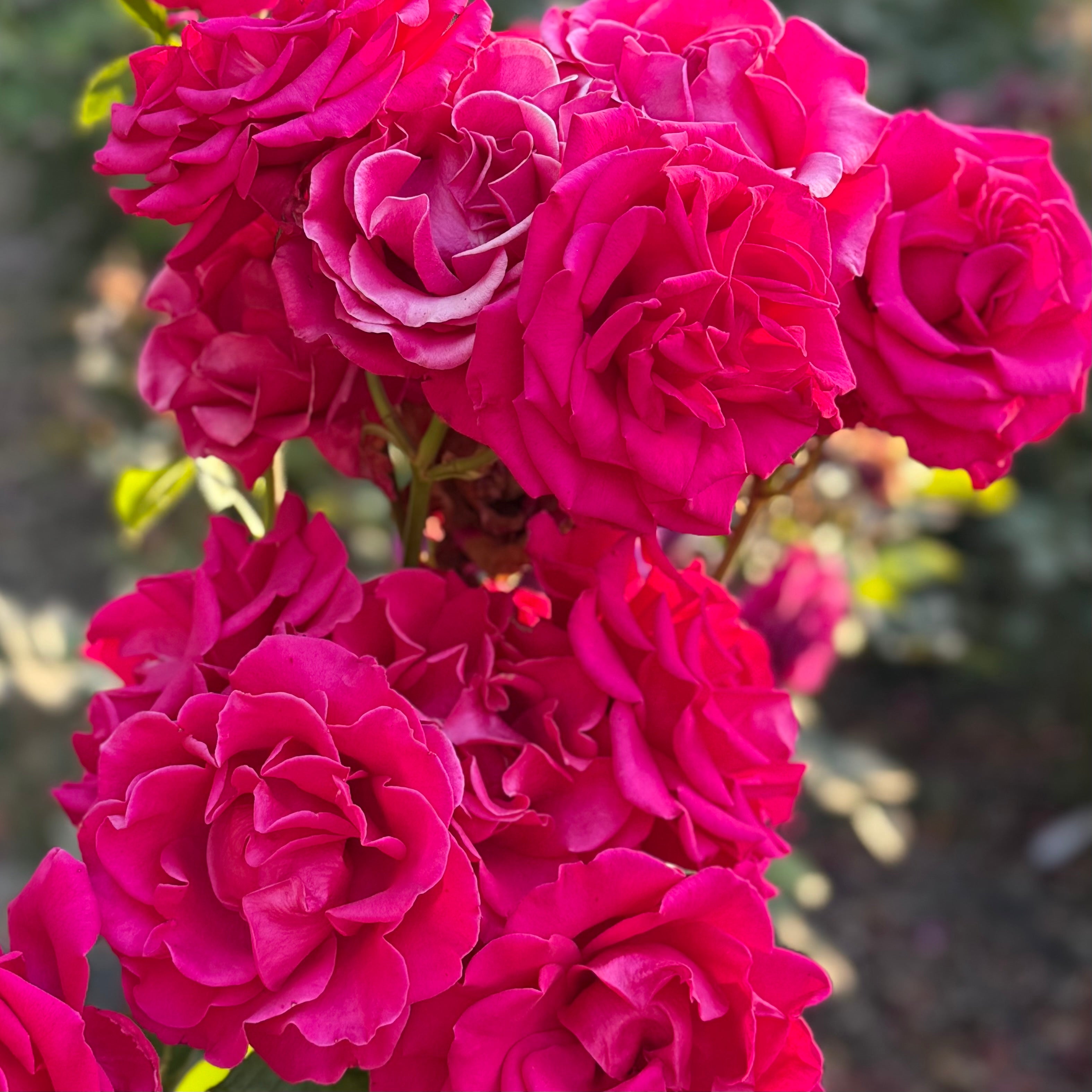 Peter Mayle™ Potted Rose Bush