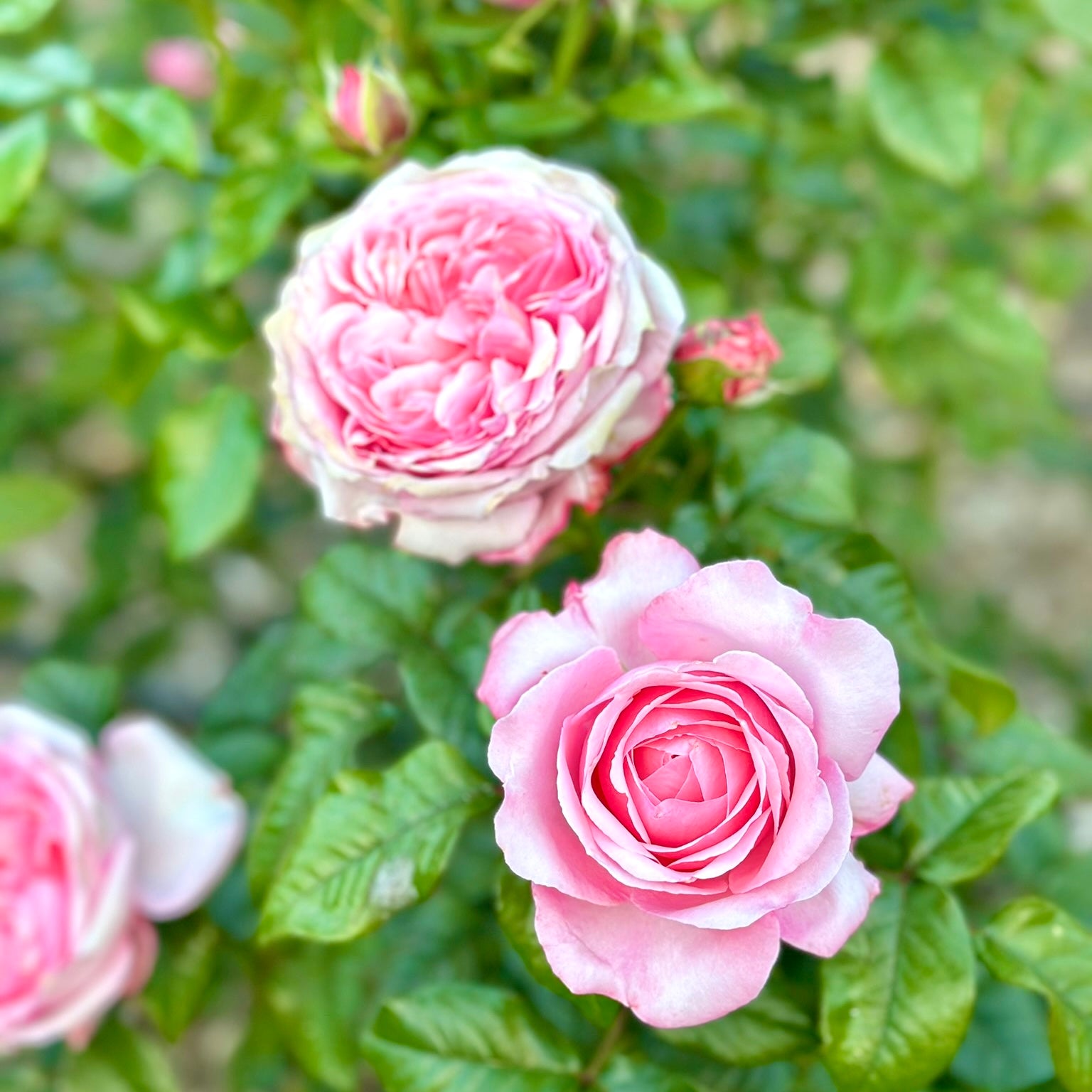 Romantica® Ball Gown™ Potted Rose Bush