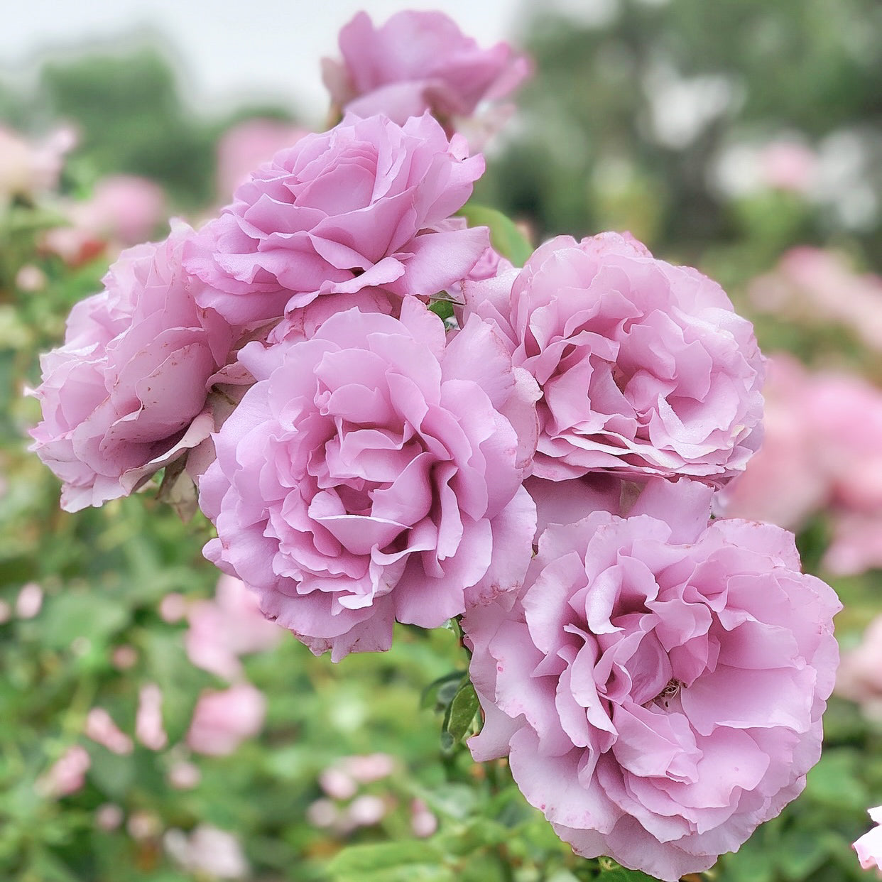 Love Song™ Bare Root Rose Bush