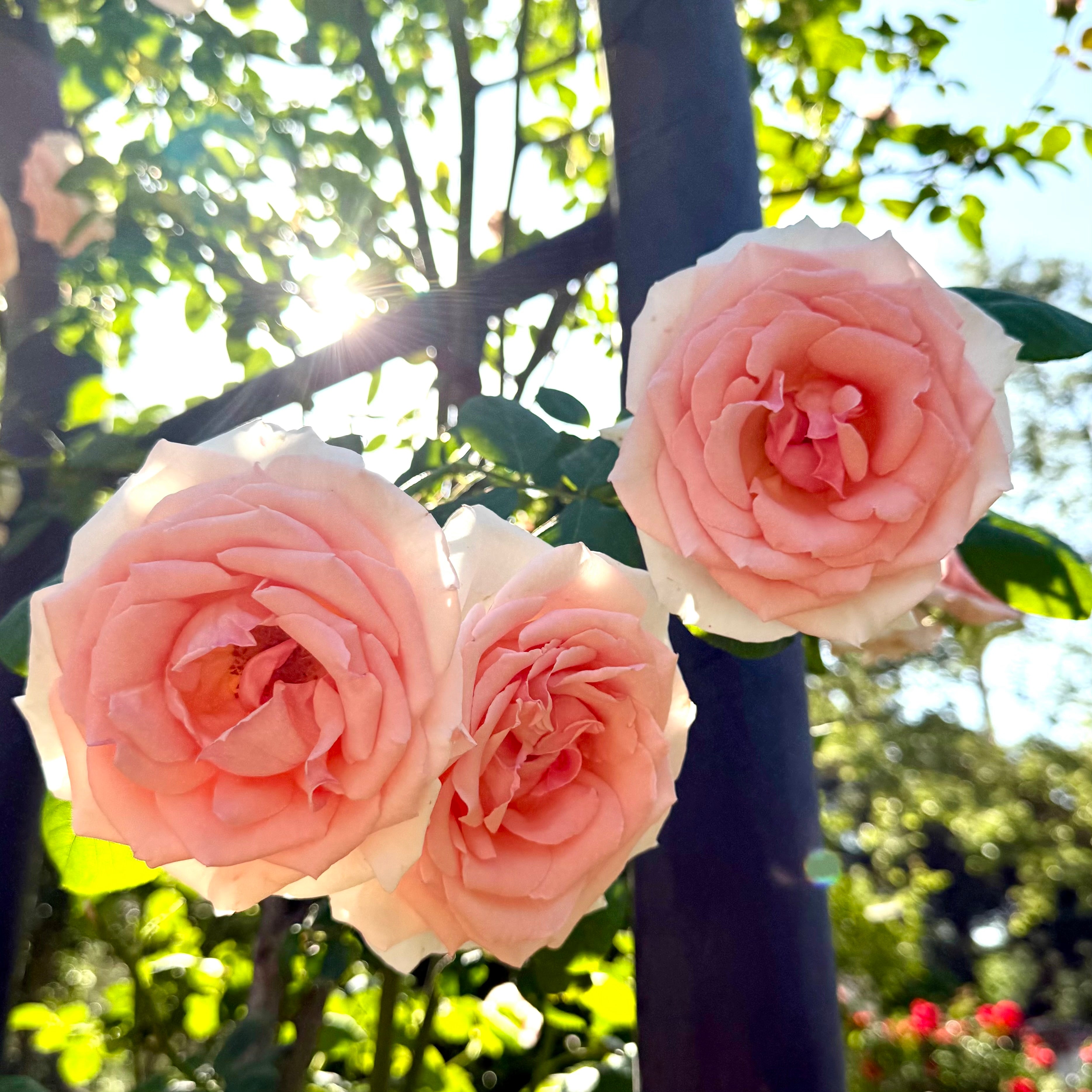 Pearly Gates Bare Root Climbing Rose
