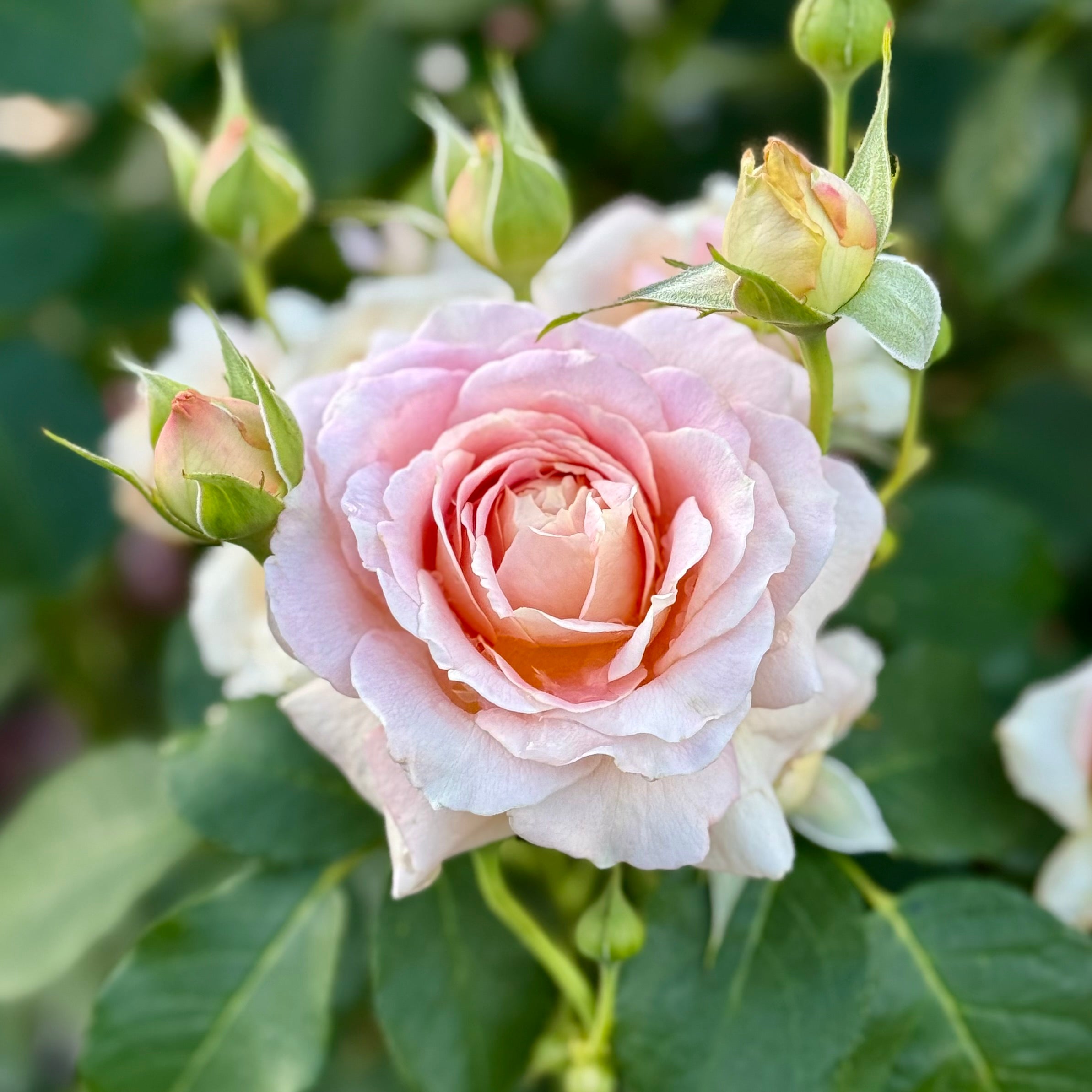 Fun in the Sun™ Potted Rose Bush