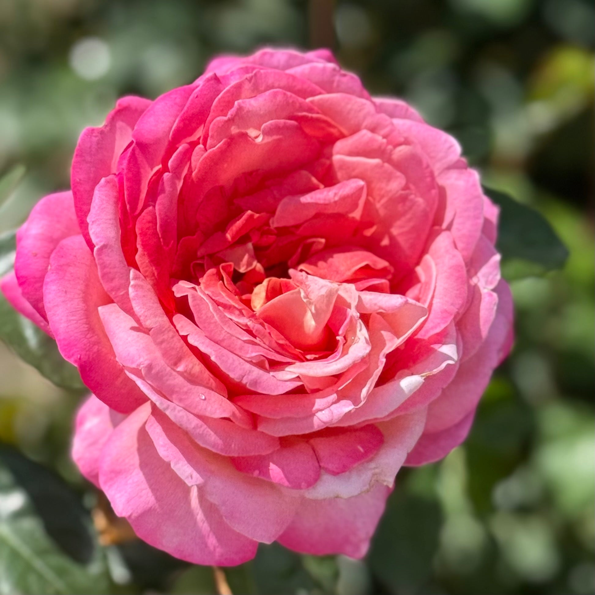 Chicago Peace™ Potted Rose Bush