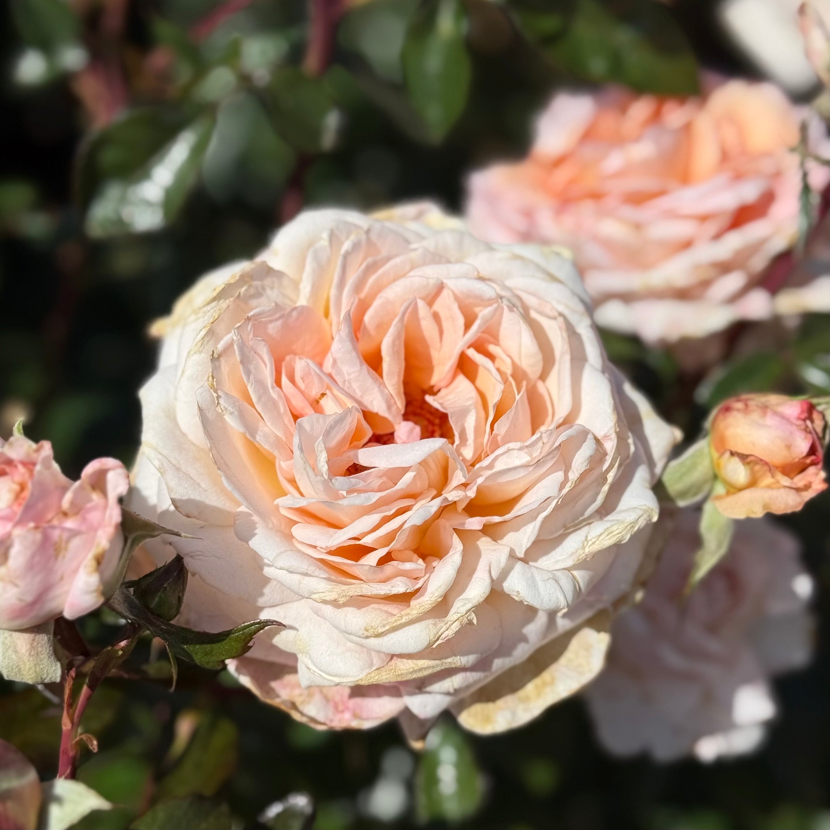 Parfuma® Sunrise (a.k.a. Sespe Sunrise) Potted Rose Bush - Grace