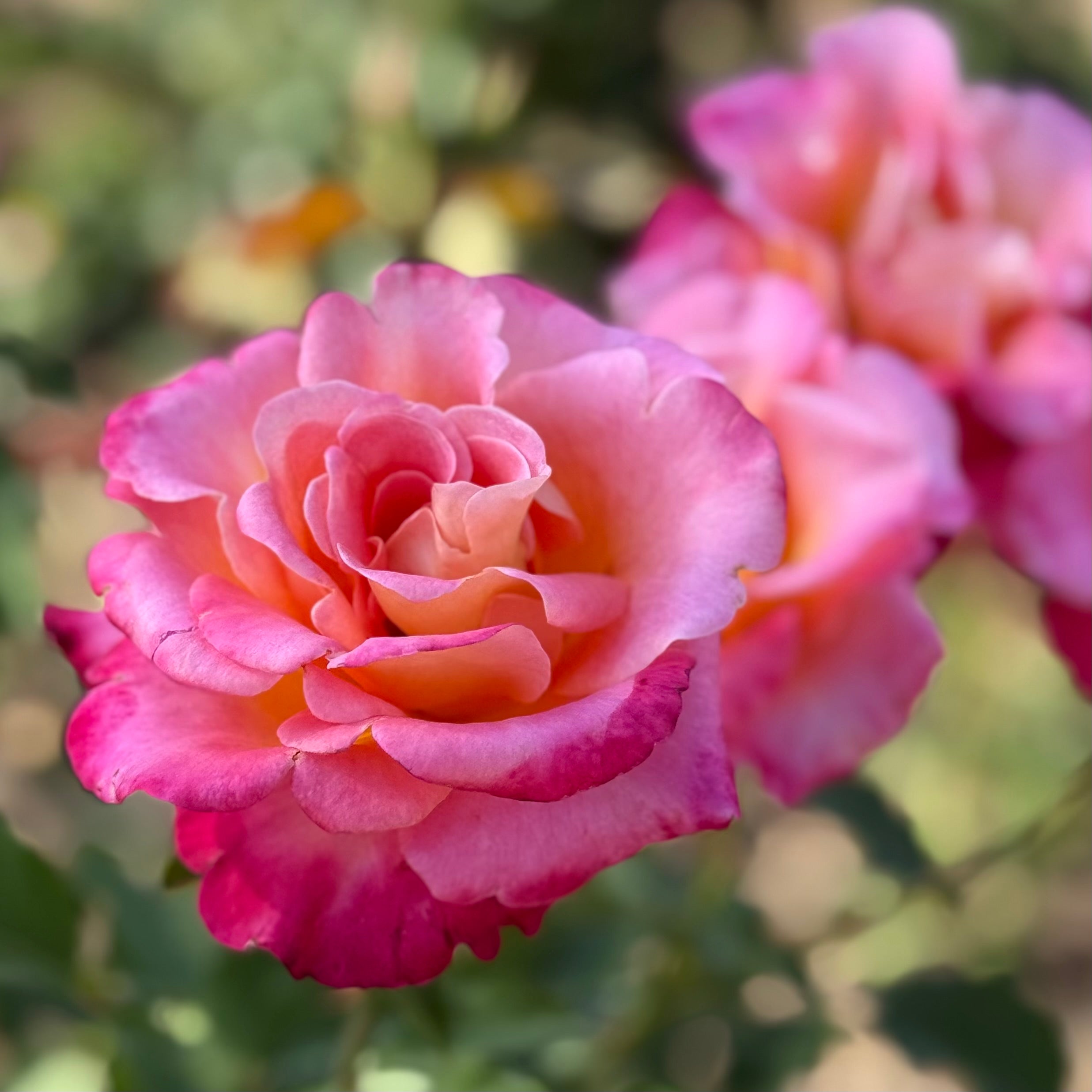 Sheila's Perfume Potted Rose Bush