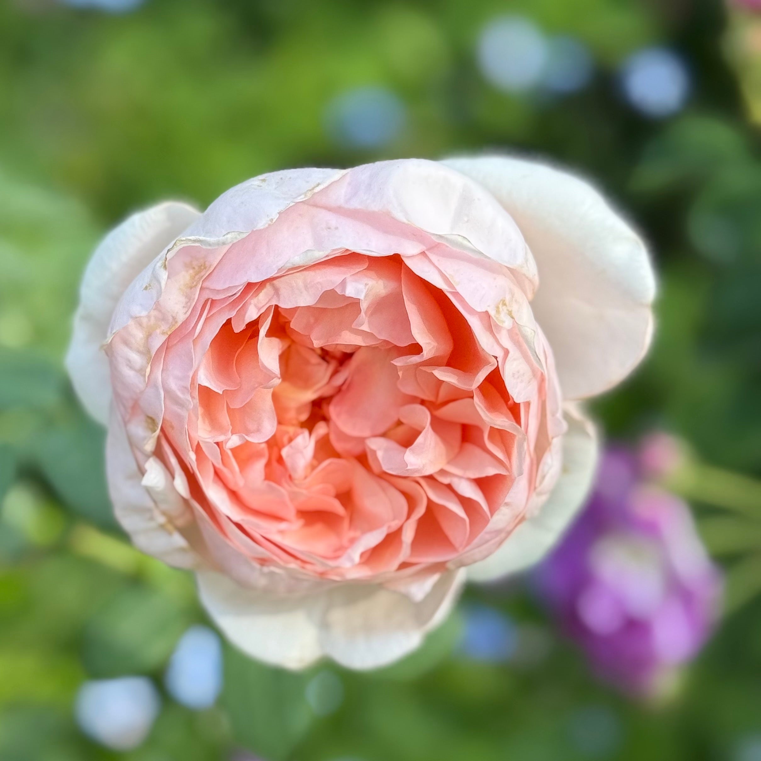 David Austin® Ambridge® Potted Rose Bush