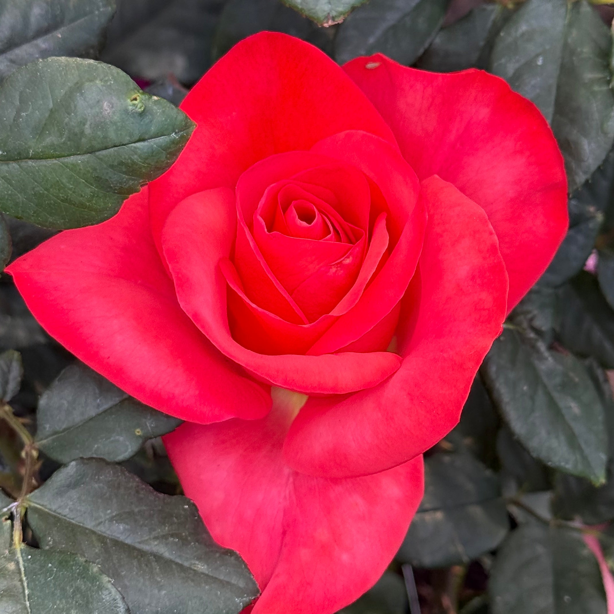 Ring of Fire Potted Rose Bush | Electric Orange Hybrid Tea Rose