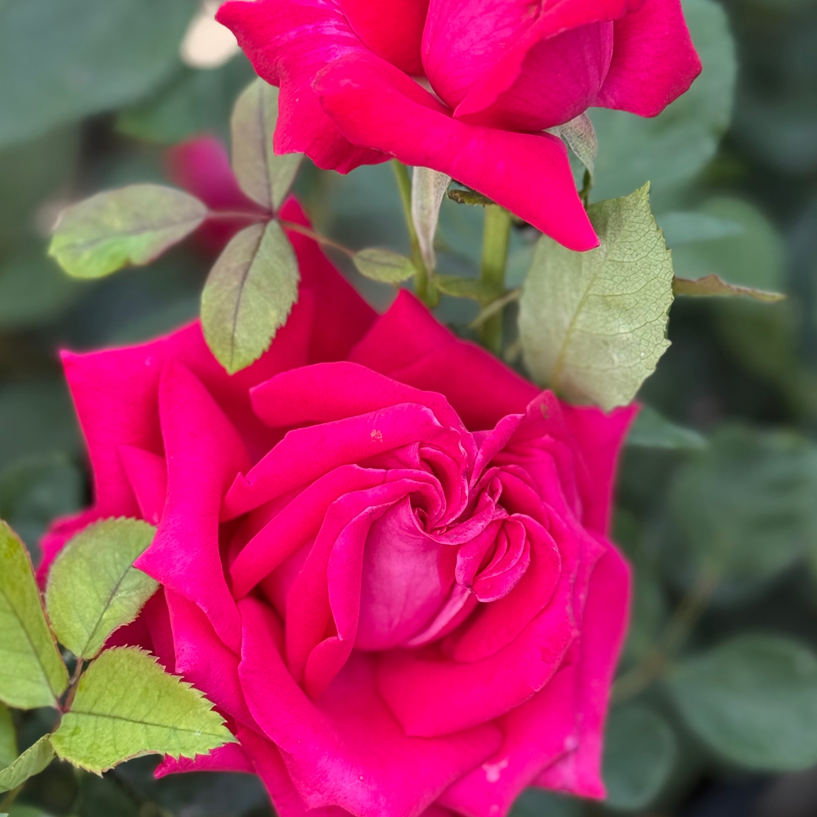 Veterans' Honor® Potted Rose Bush