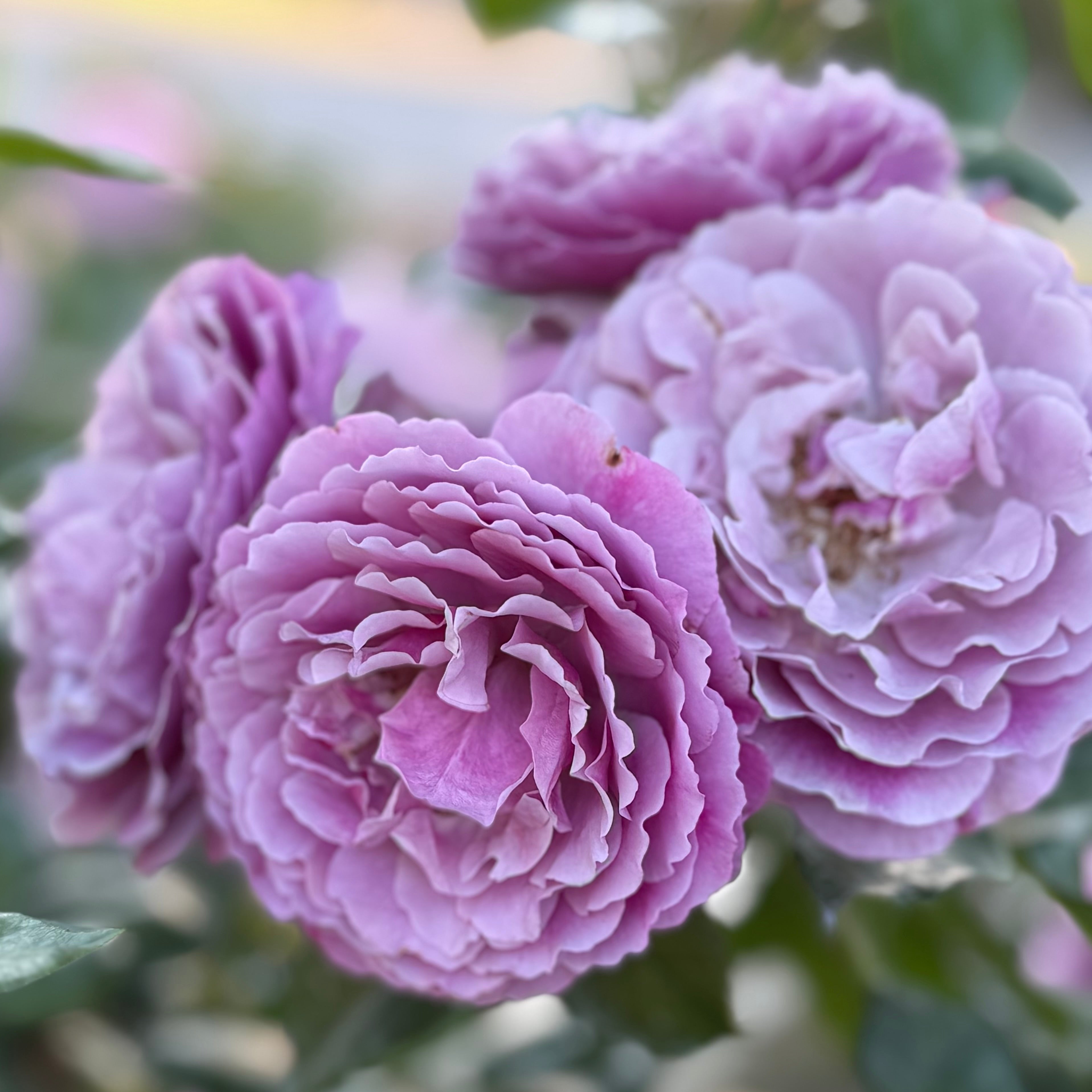 Wild Blue Yonder™ Bare Root Rose Bush