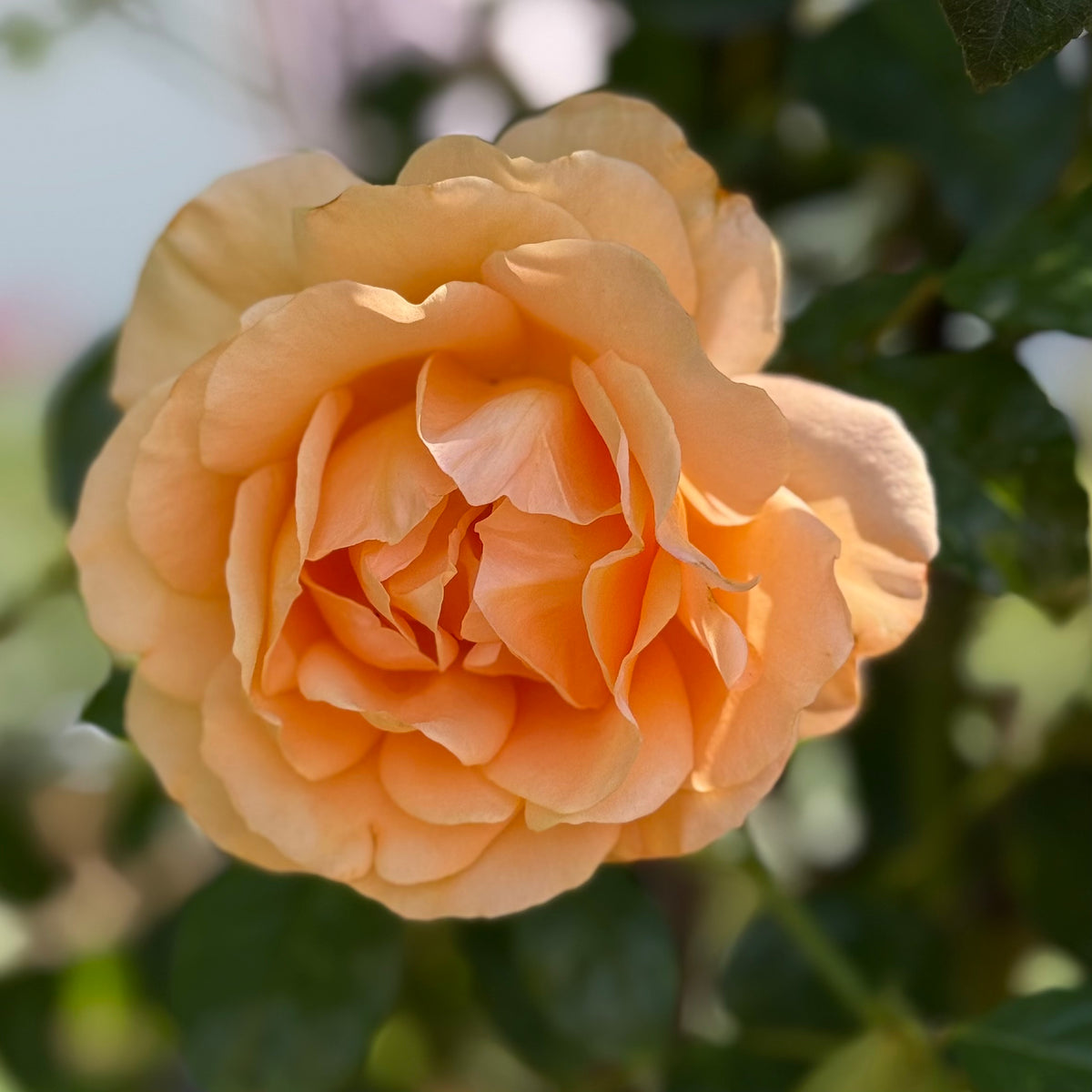 Golden Opportunity™ Bare Root Climbing Rose Bush