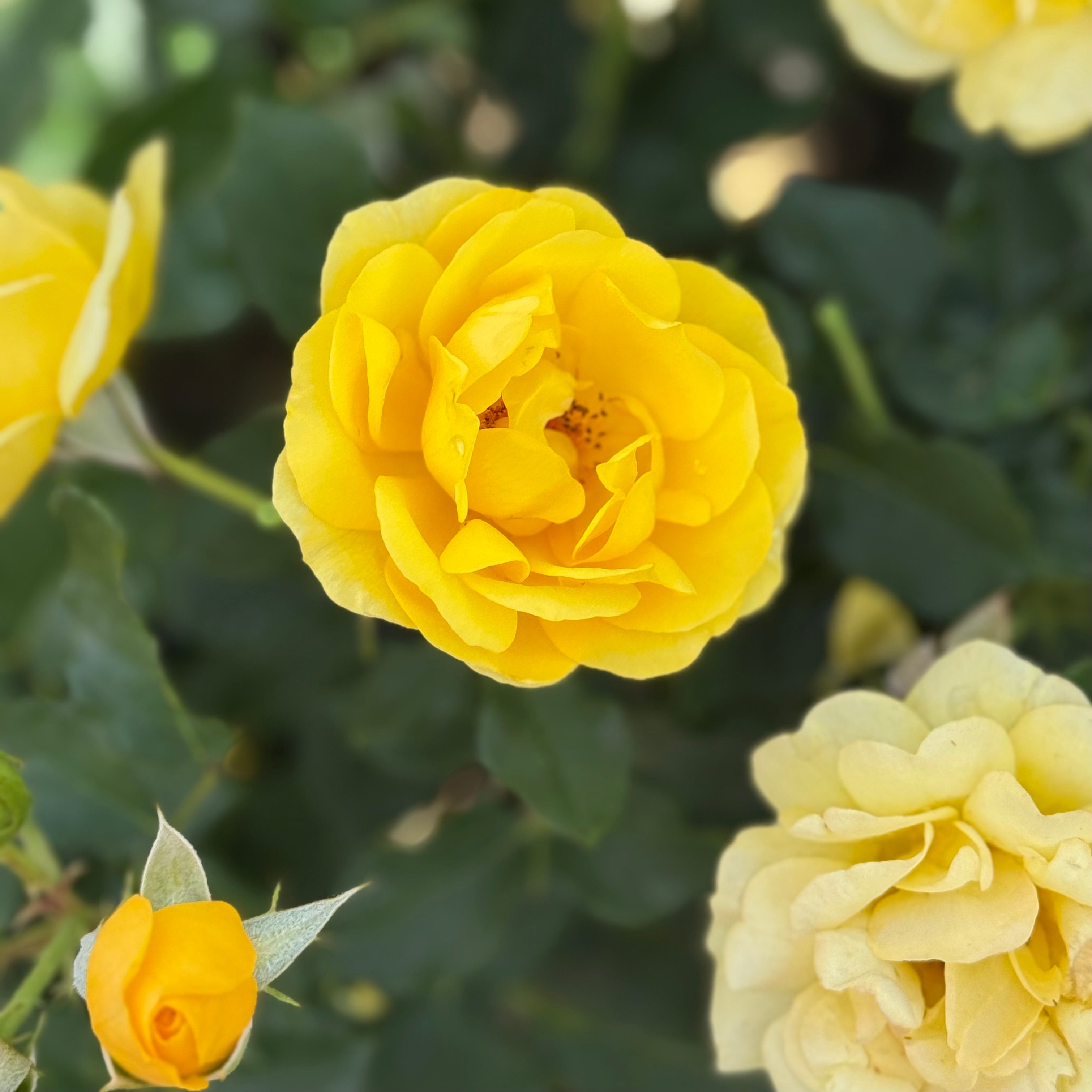 Sol Desire™ Potted Rose Bush