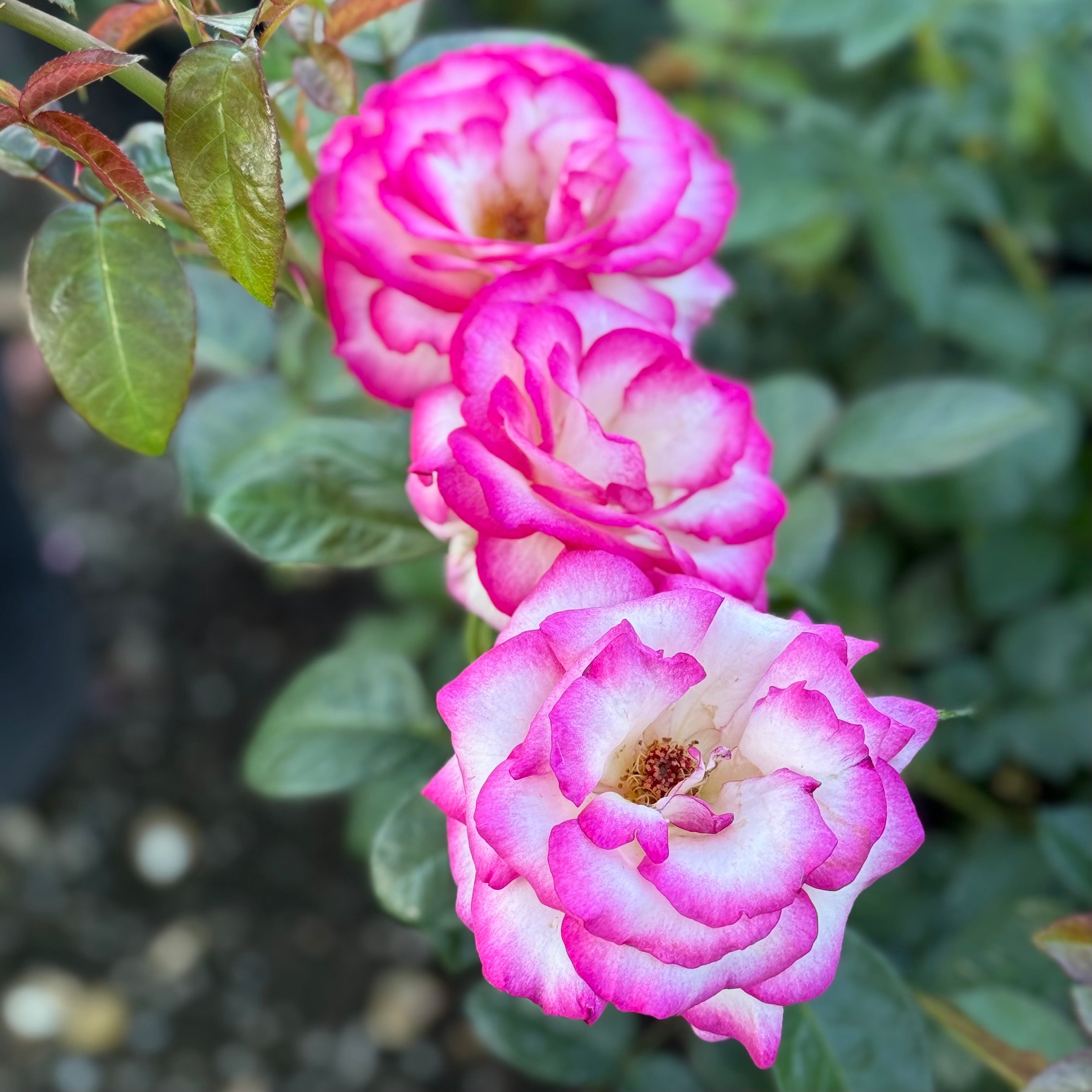 Miss Congeniality™ Potted Rose Bush