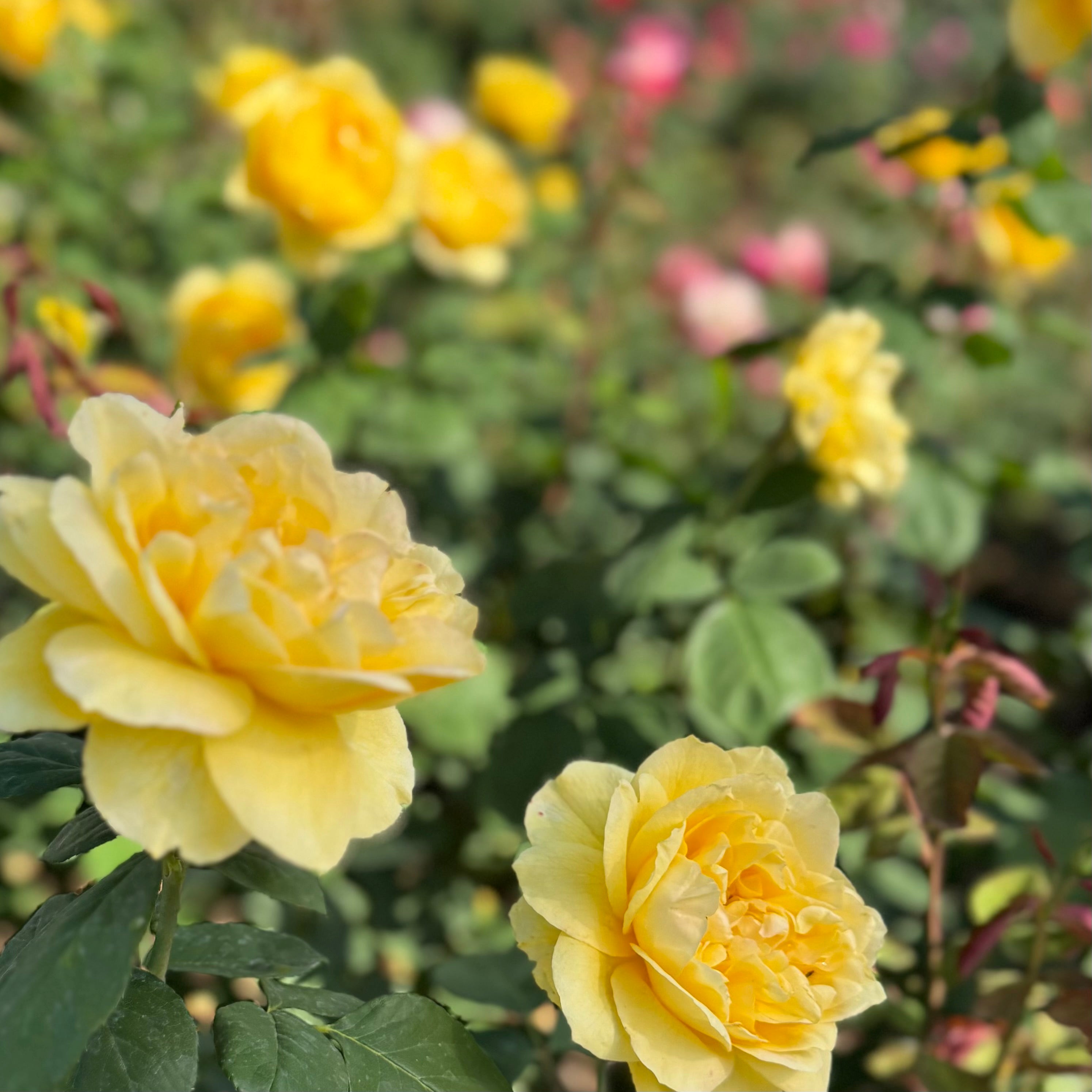 Ch Ching Potted Rose Bush | Yellow Grandiflora Rose | Grace Rose Farm