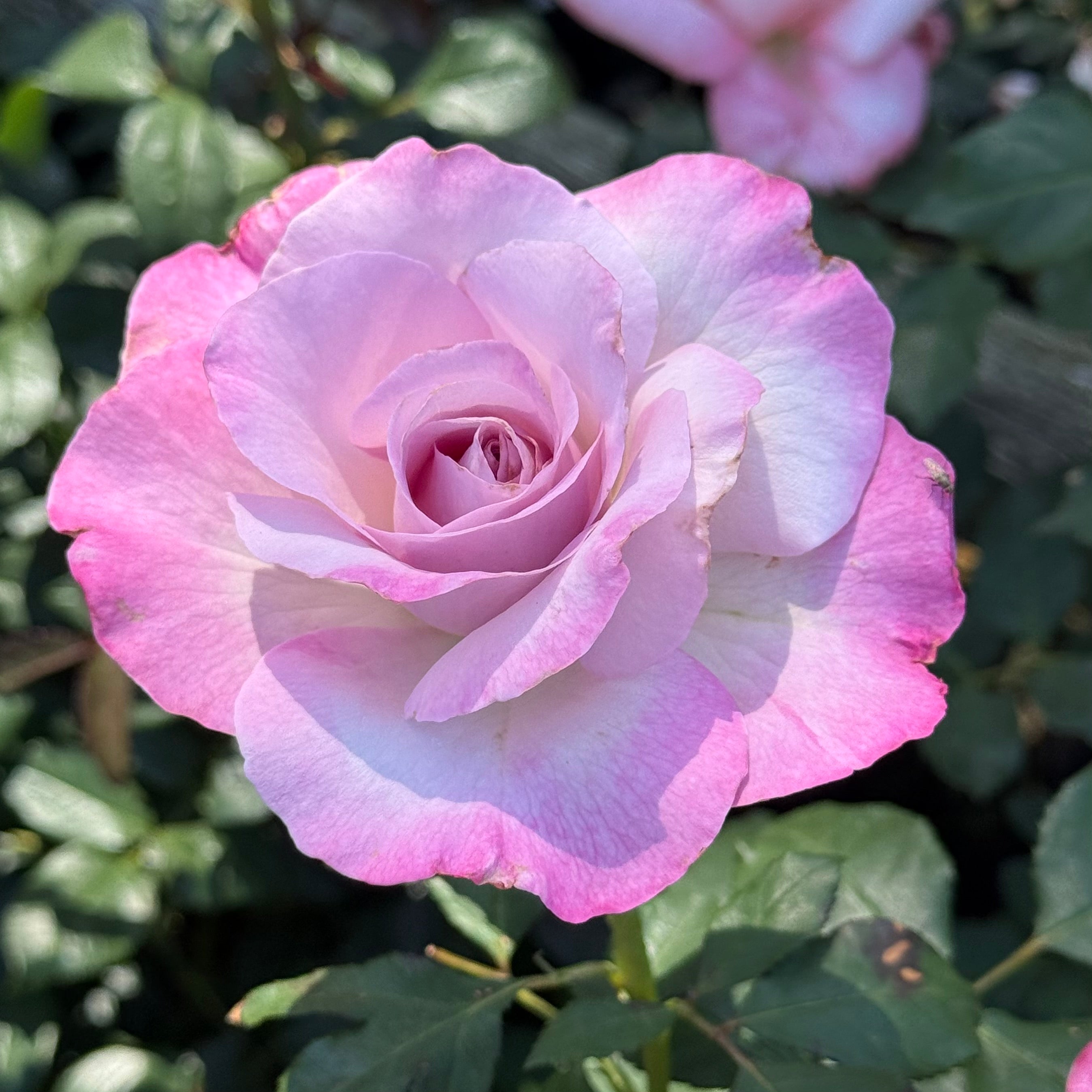 Nicole Carol Miller Potted Rose Bush