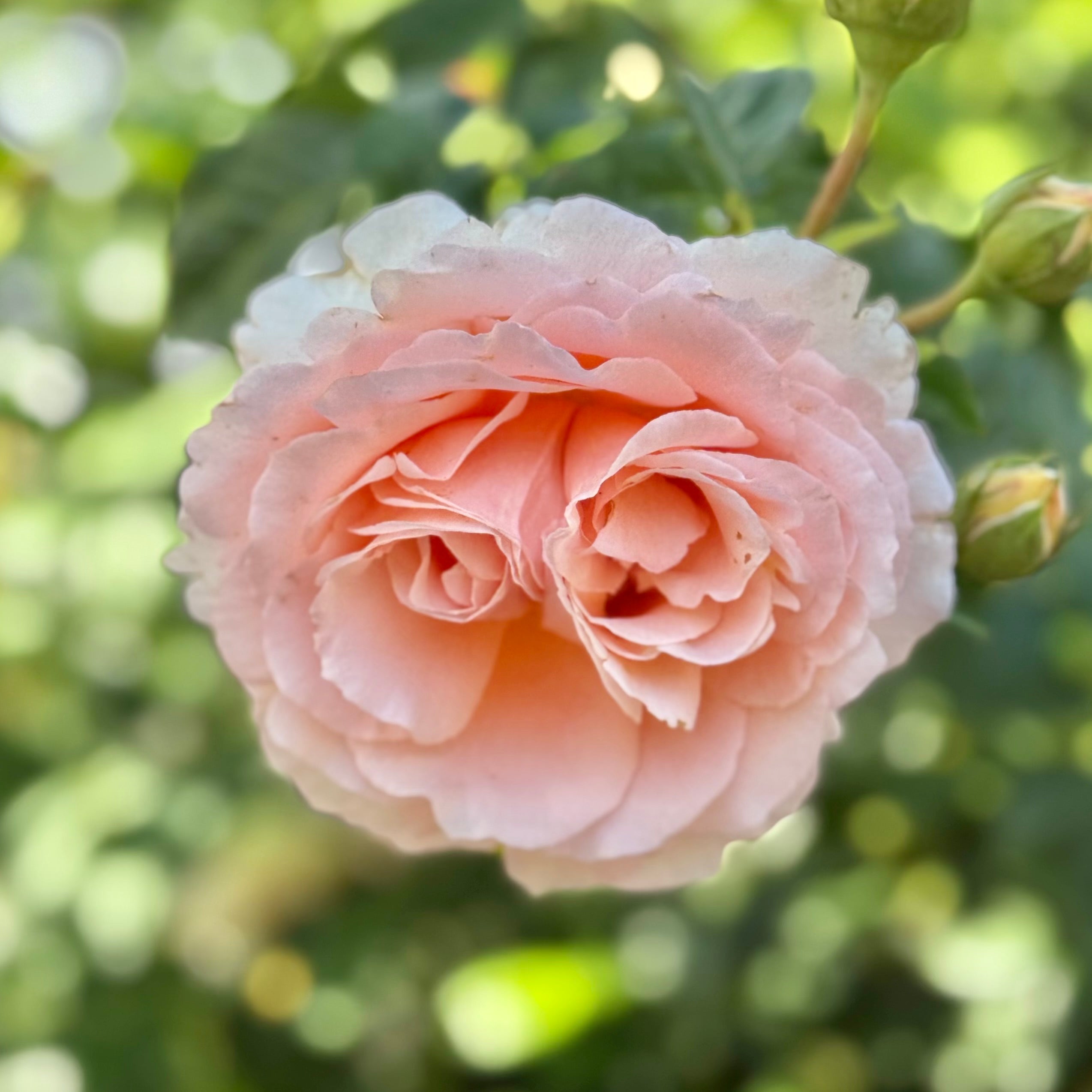Grace Rose Farm Polka Climbing Rose Bush - Thumbnail 3