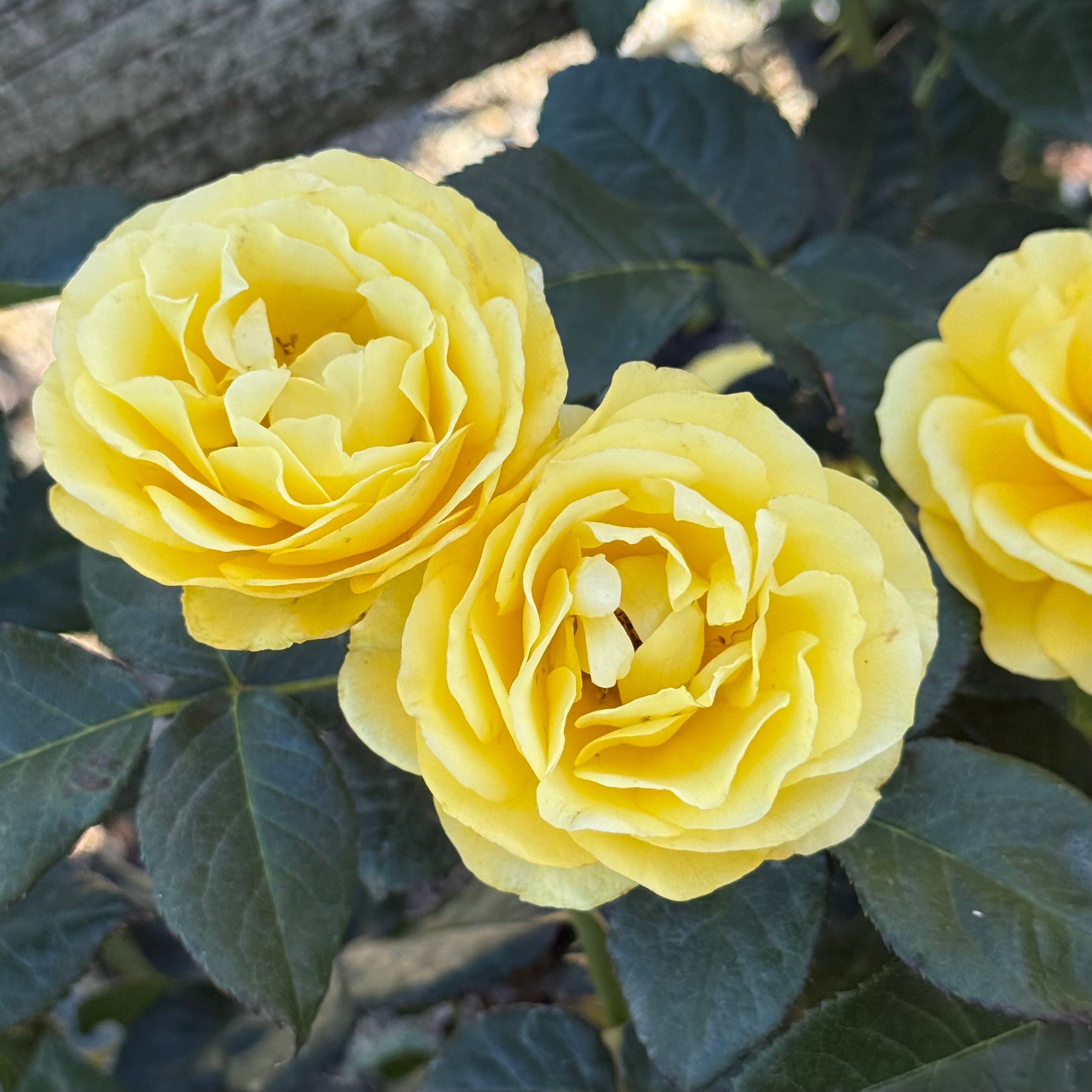 Veranda® Sunbeam  Potted Rose Bush