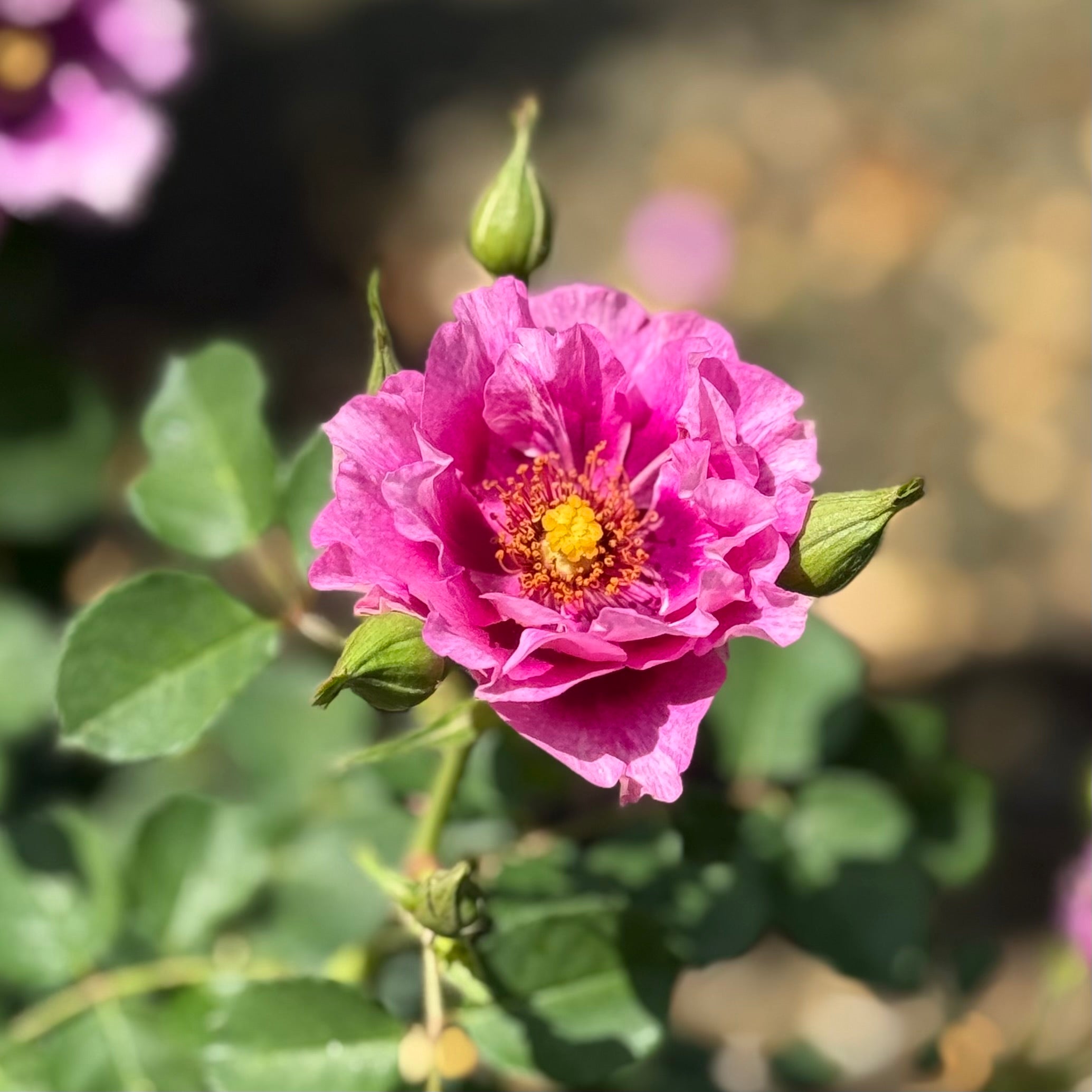 Eyeconic Plum Lemonade Rose | Colorful Bicolor Rose | Grace Rose Farm