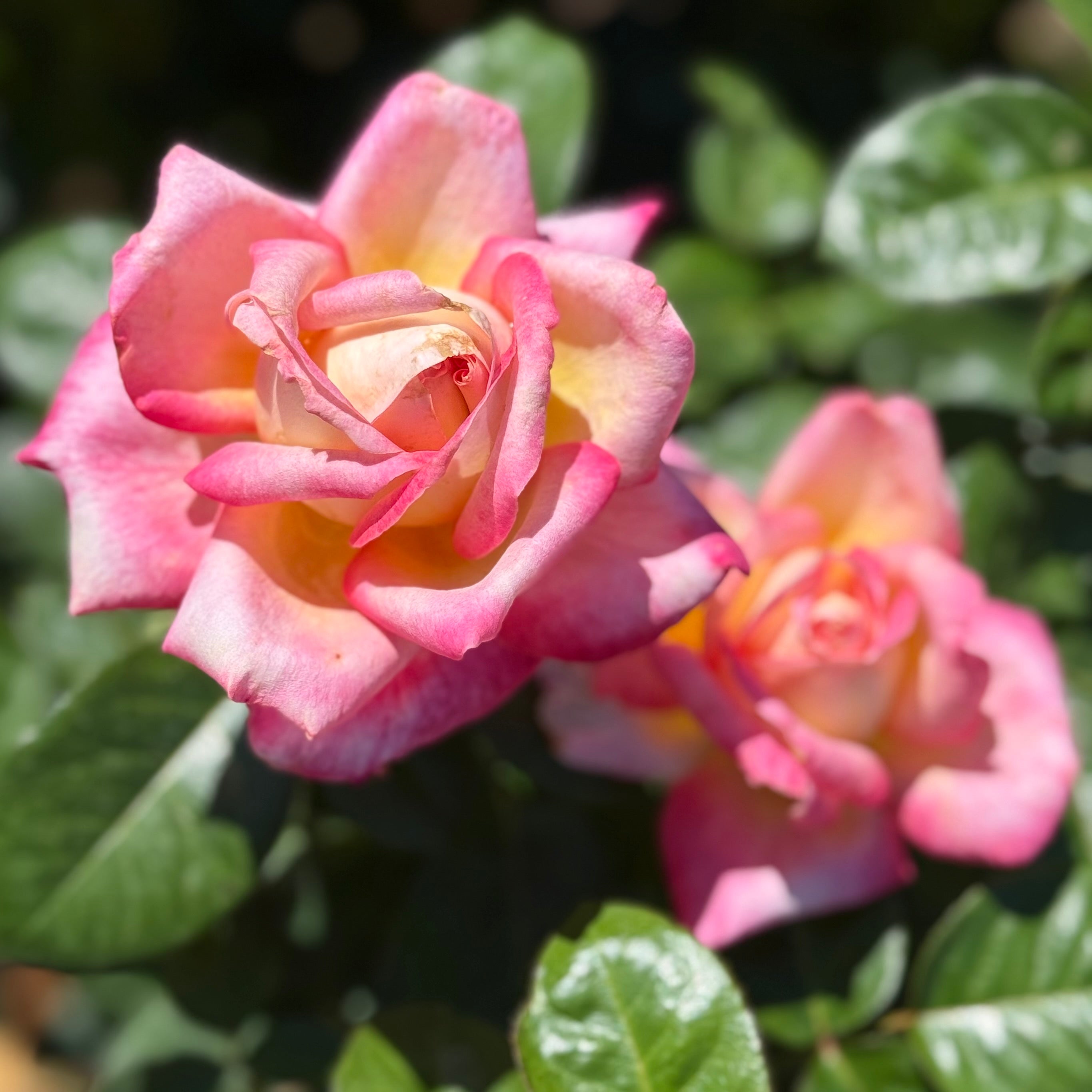 Love And Peace Rose | Bicolor Hybrid Tea Rose | Grace Rose Farm