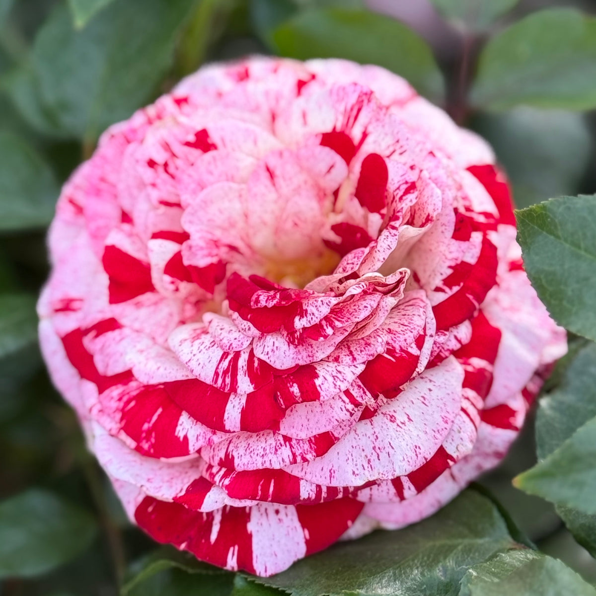 Rock And Roll Rose | Striped Fragrant Rose | Grace Rose Farm