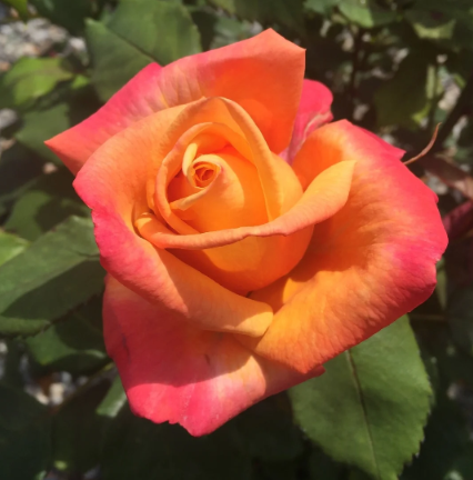 A Lady Never Tells™ Bare Root Rose Bush