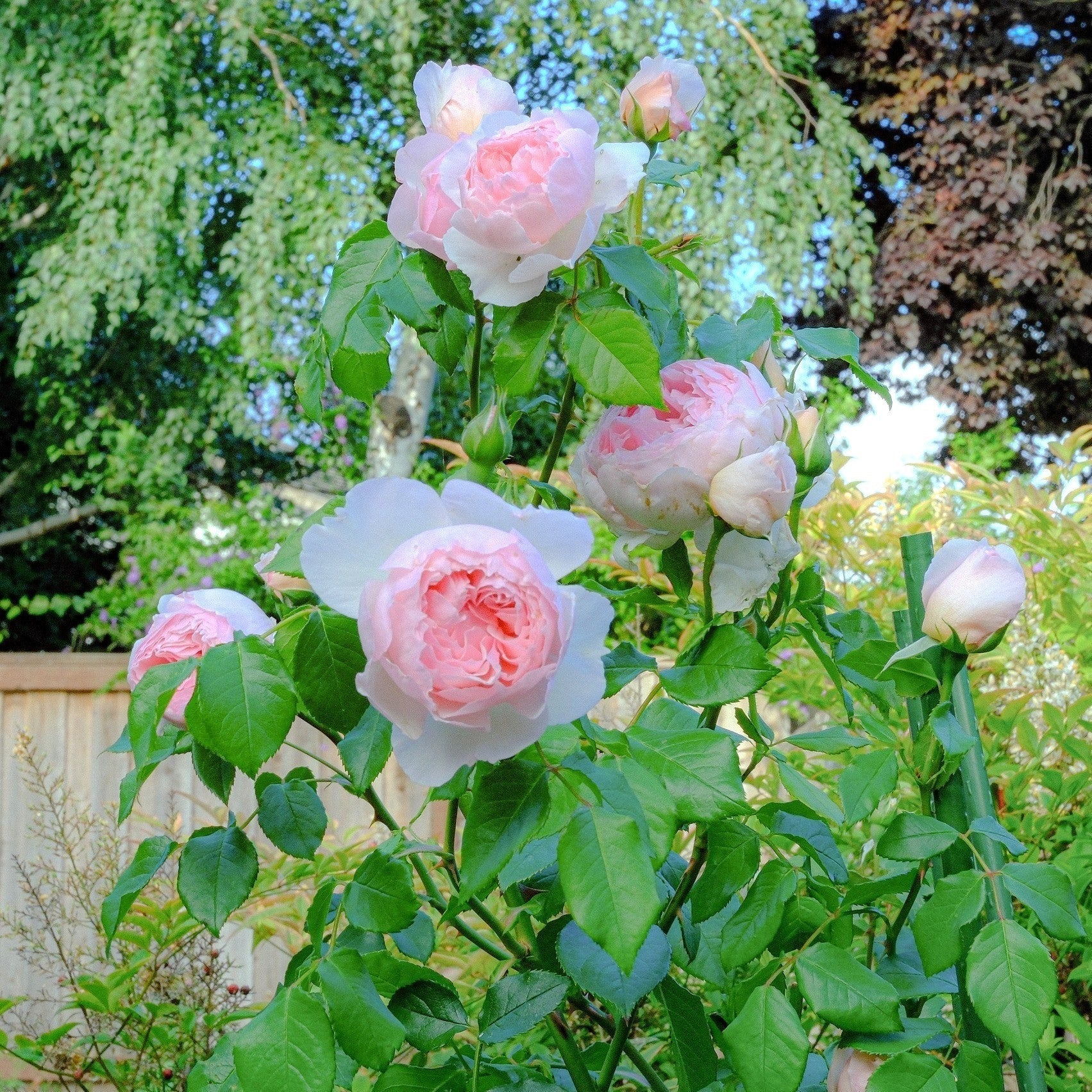 David Austin® The Wedgwood Rose™ Potted Rose Bush
