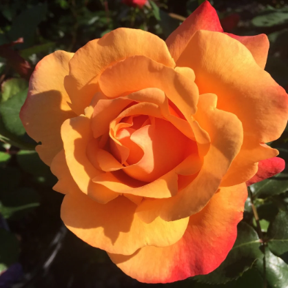 A Lady Never Tells™ Bare Root Rose Bush