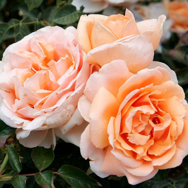 Abbaye de Cluny™  Bare Root Rose Bush