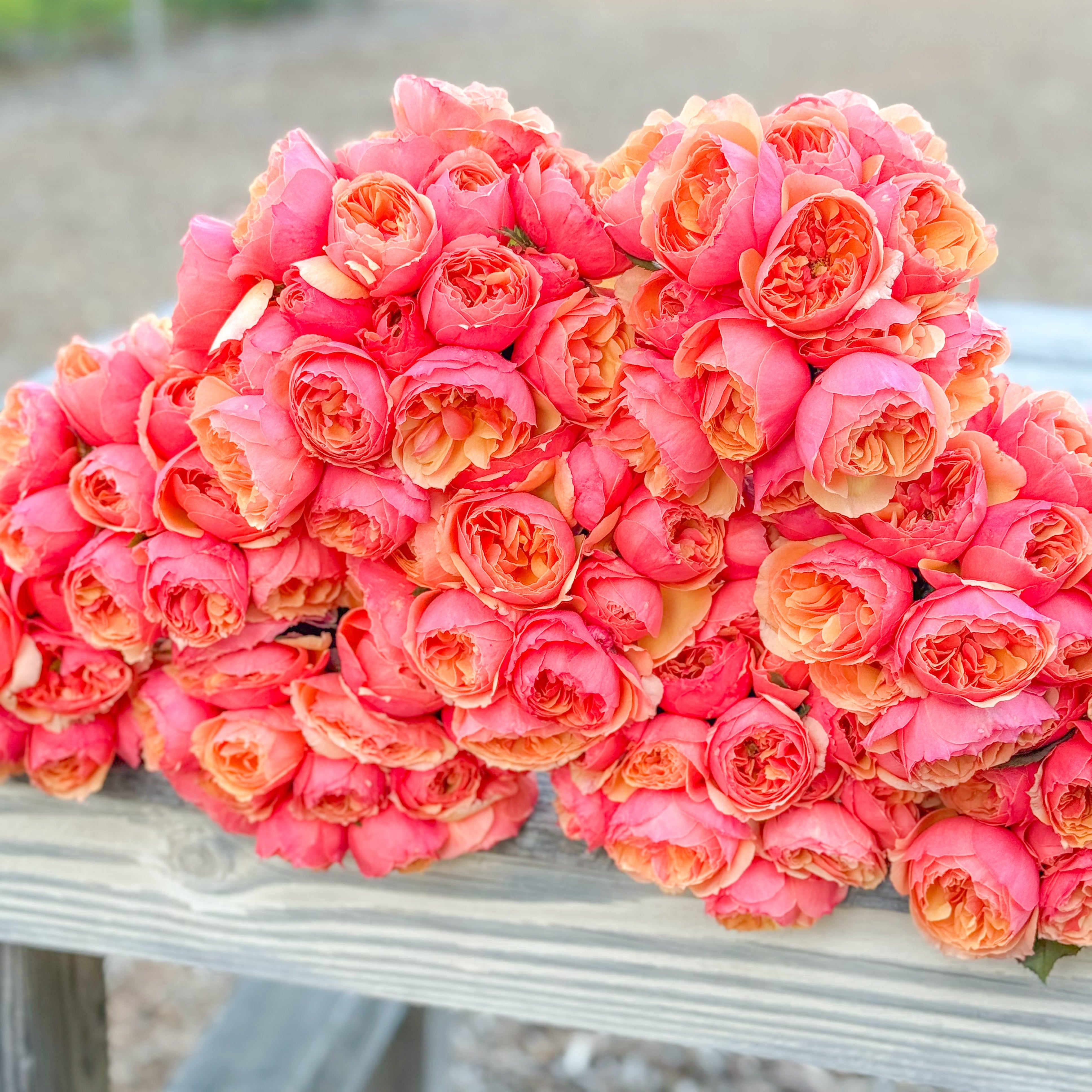 About Face® Potted Rose Bush