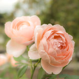 David Austin® Ambridge® Potted Rose Bush