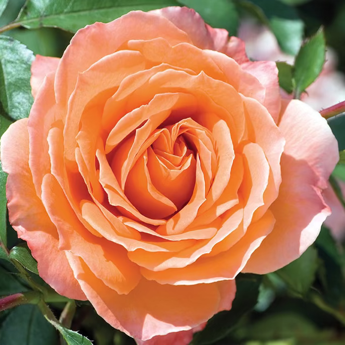 Adobe Sunrise™  Bare Root Rose Bush