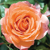Adobe Sunrise™ Potted Rose Bush