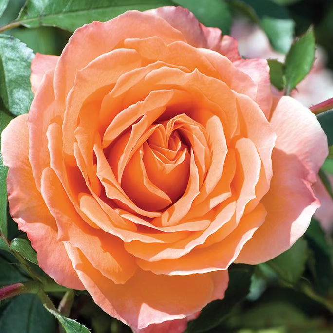 Adobe Sunrise™ Potted Rose Bush