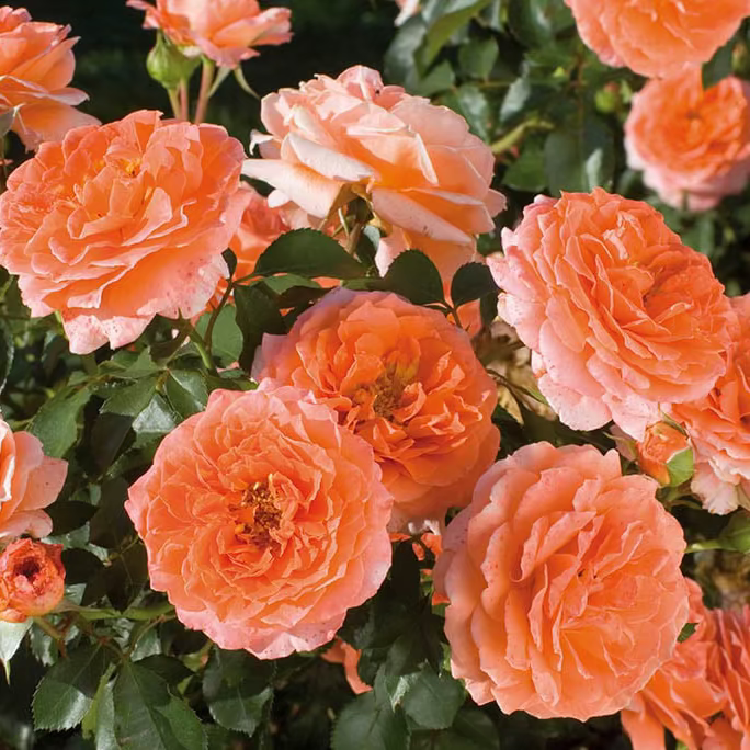 Adobe Sunrise™ Potted Rose Bush