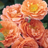 Adobe Sunrise™  Bare Root Rose Bush
