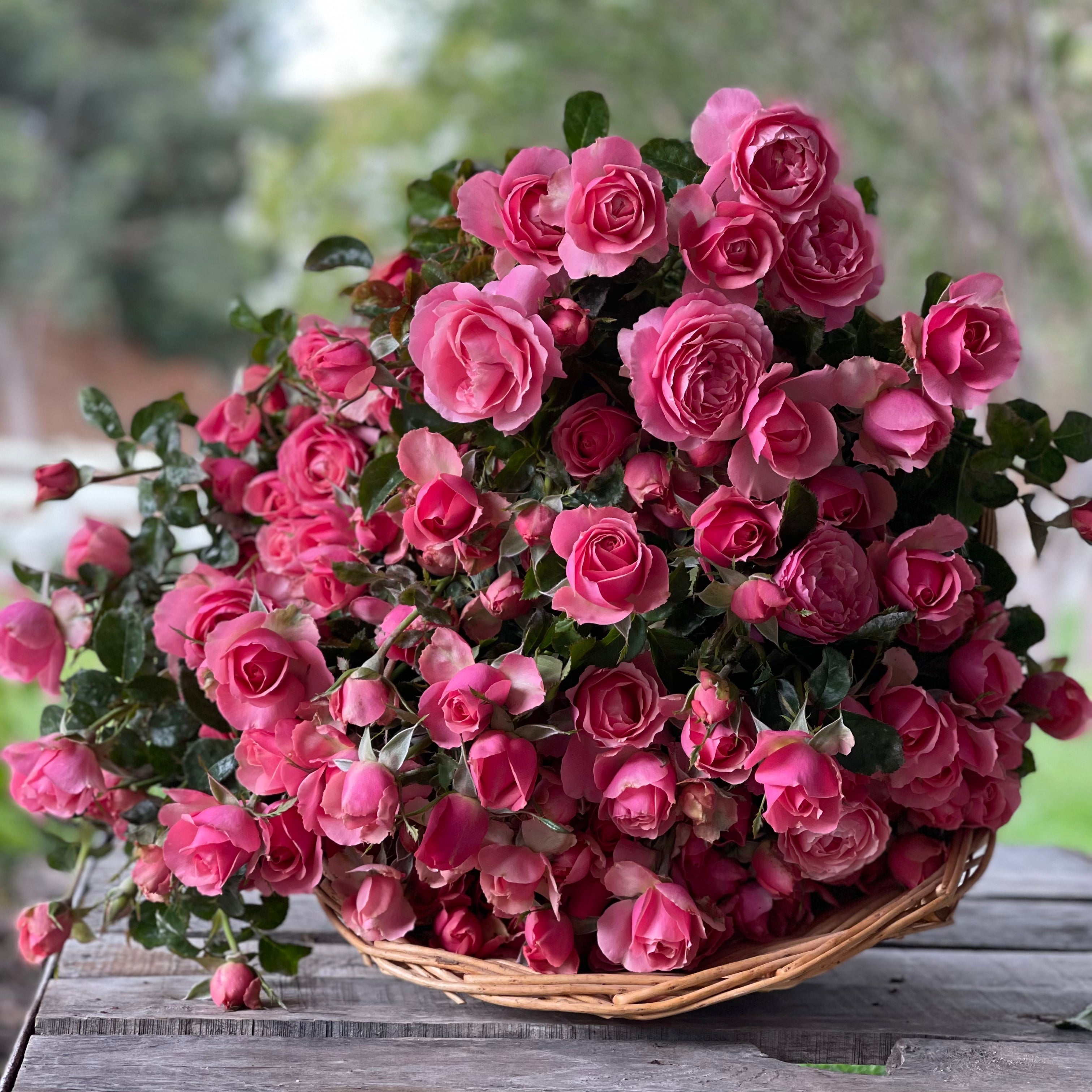 All Dressed Up Rose | Fragrant Pink Grandiflora | Grace Rose Farm