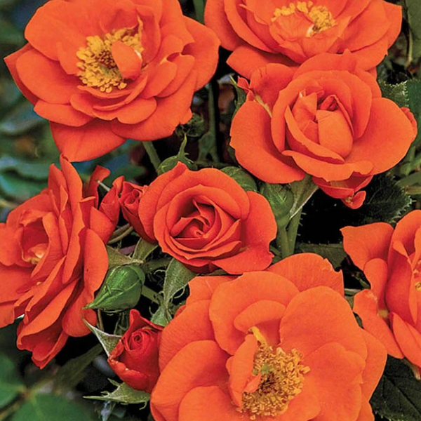 All a'Twitter™ Bare Root Rose Bush