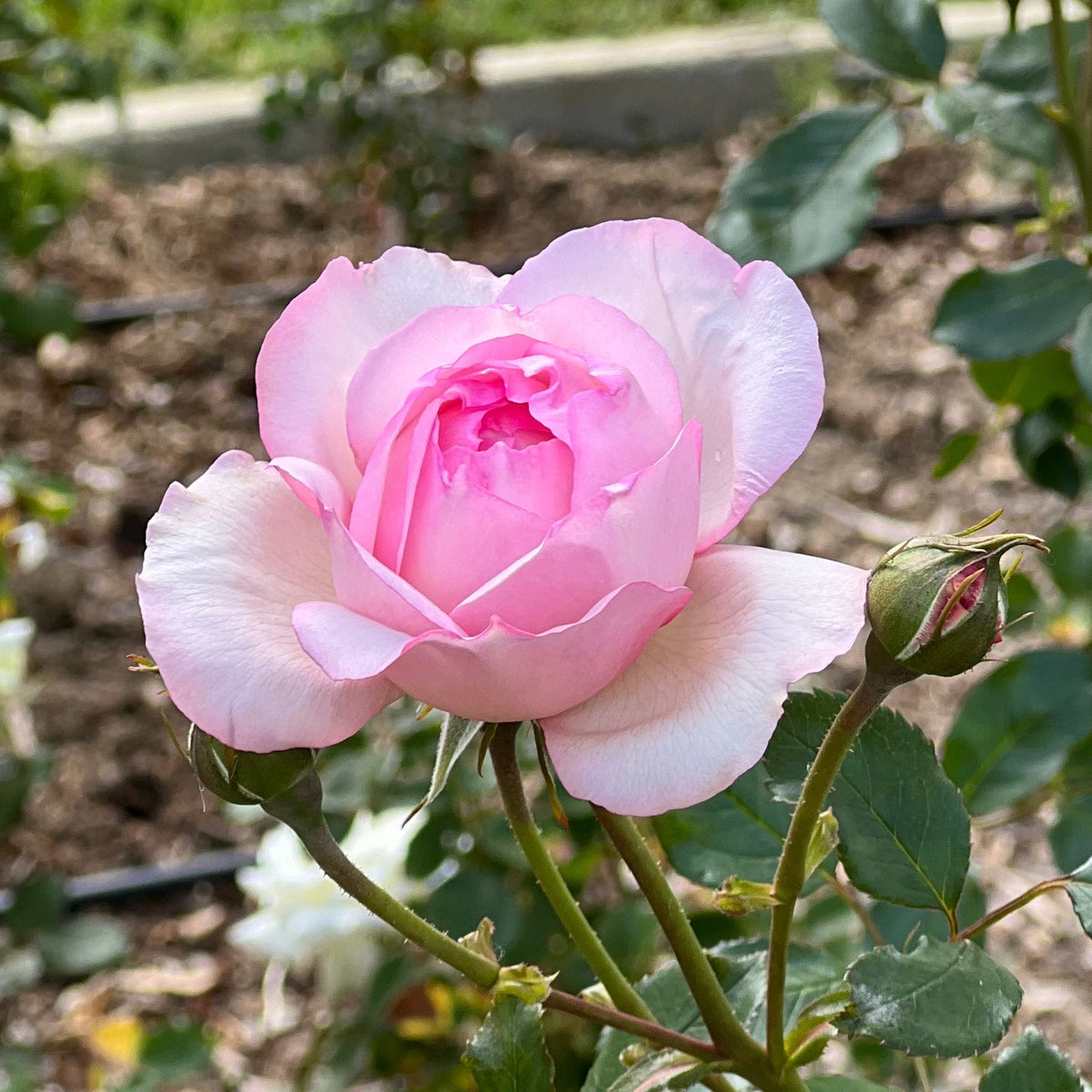 The Alnwick® Rose™  Bare Root Rose Bush