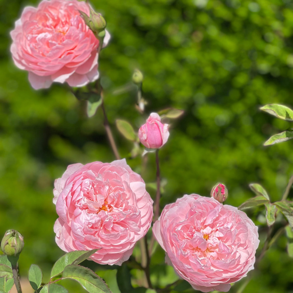 The Alnwick® Rose™  Bare Root Rose Bush