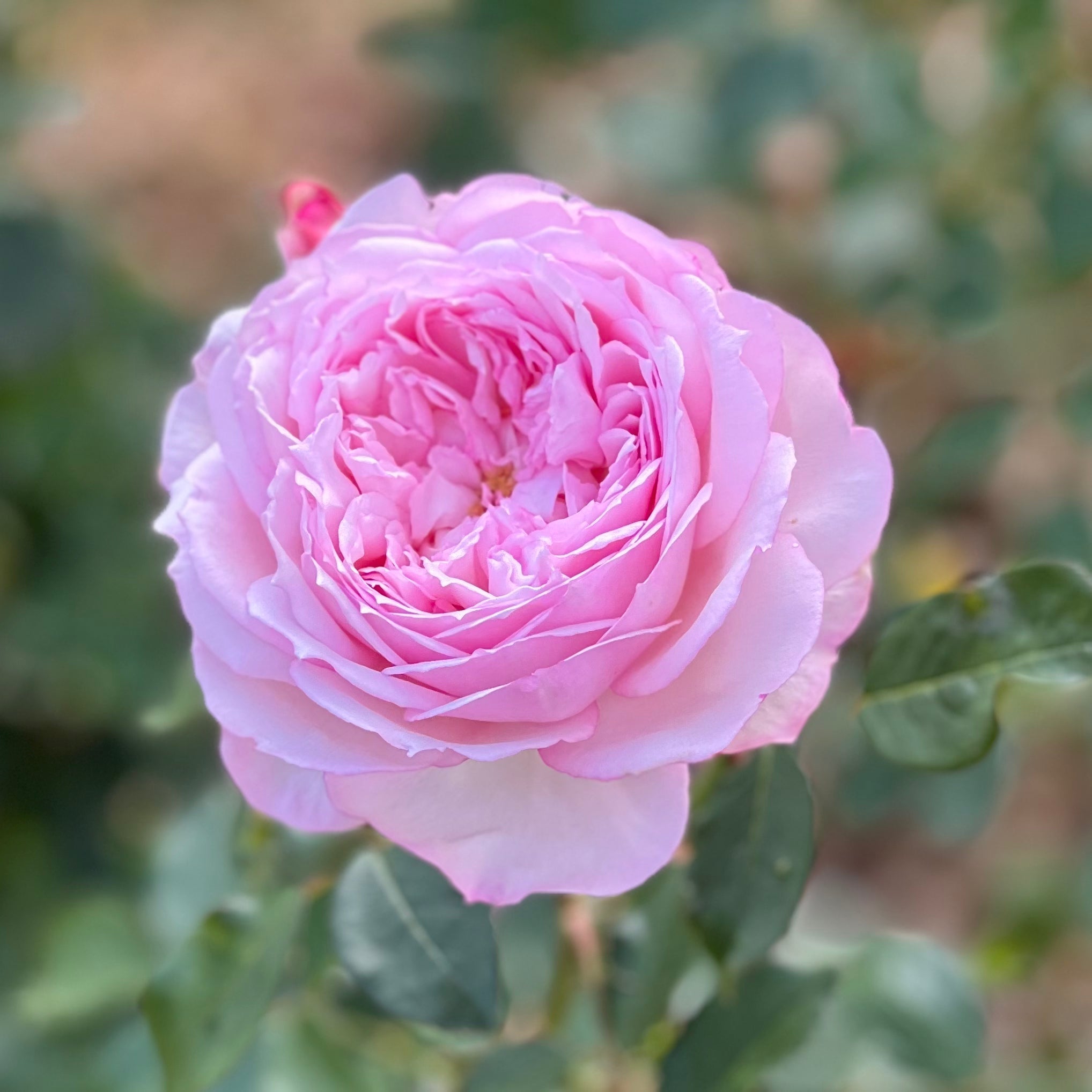 David Austin® The Alnwick Rose® Potted Rose Bush