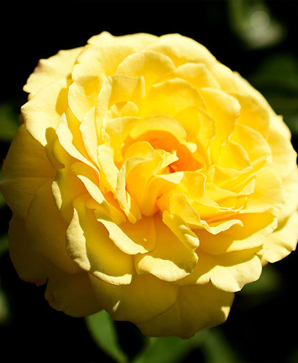 True Bloom Roses® True Friendship™ Bare Root Rose Bush